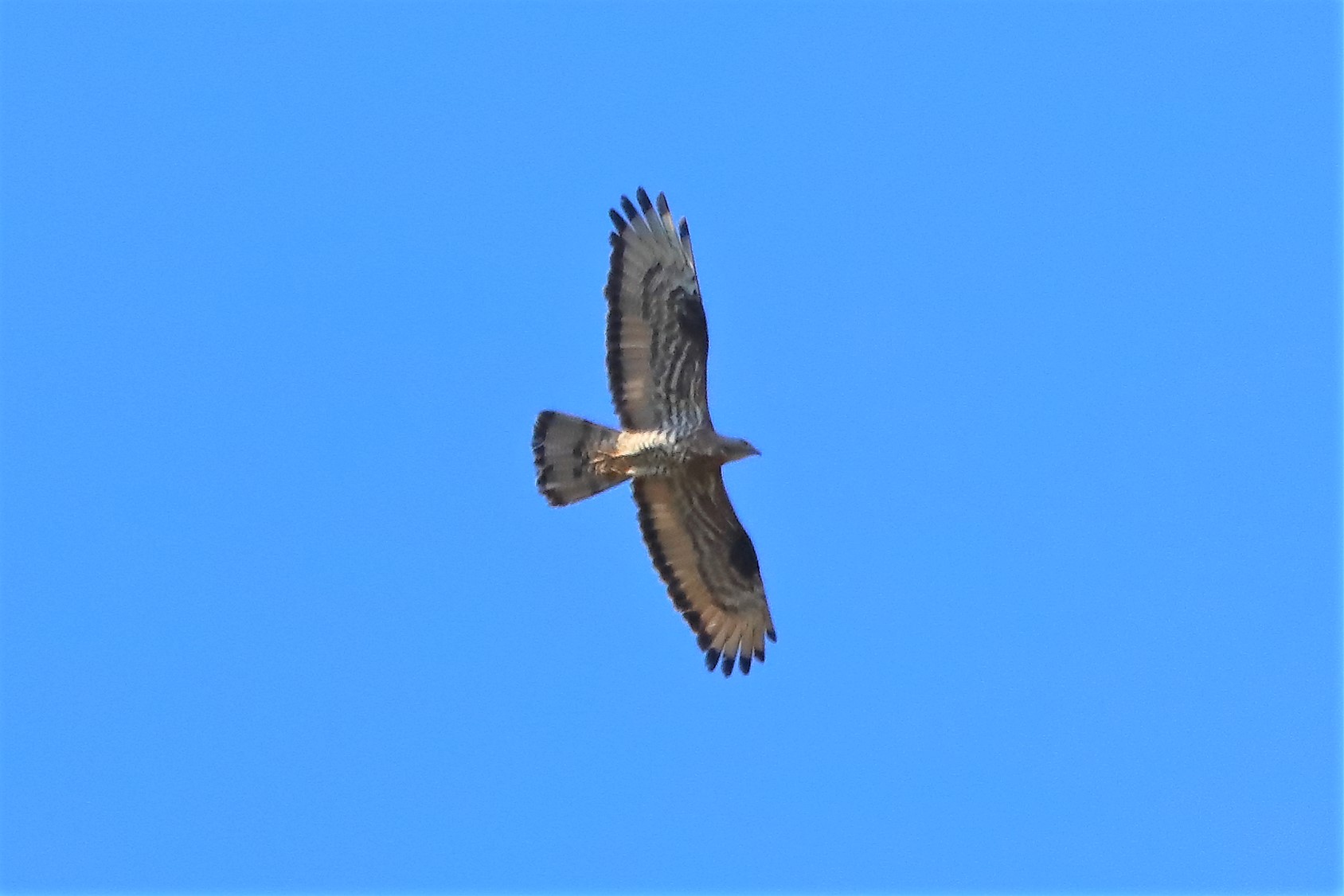 pecchiaiolo 04-08-2022