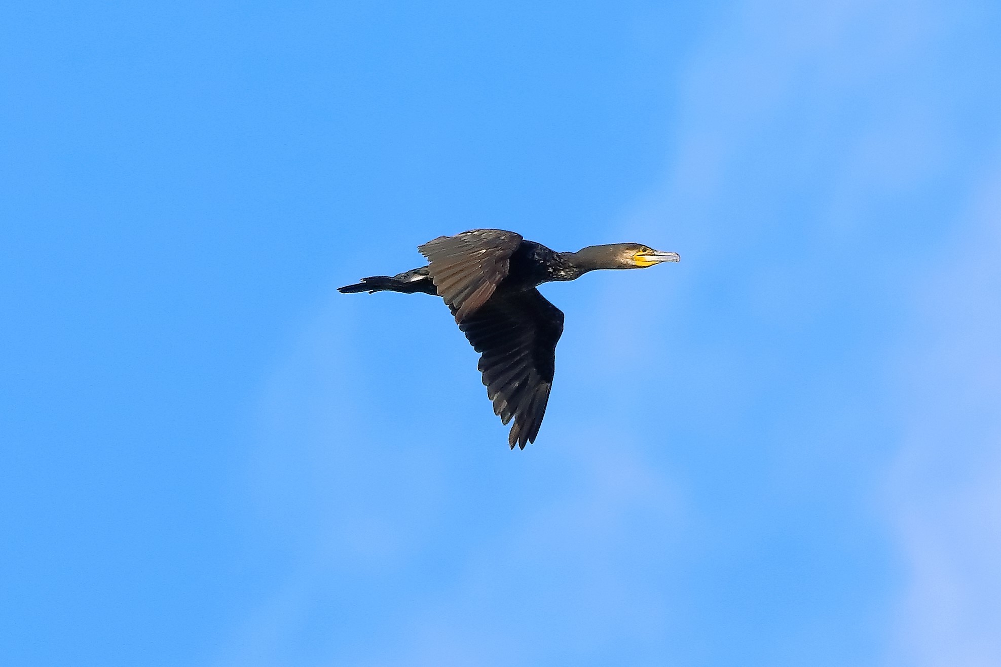 cormorano 08-08-2022