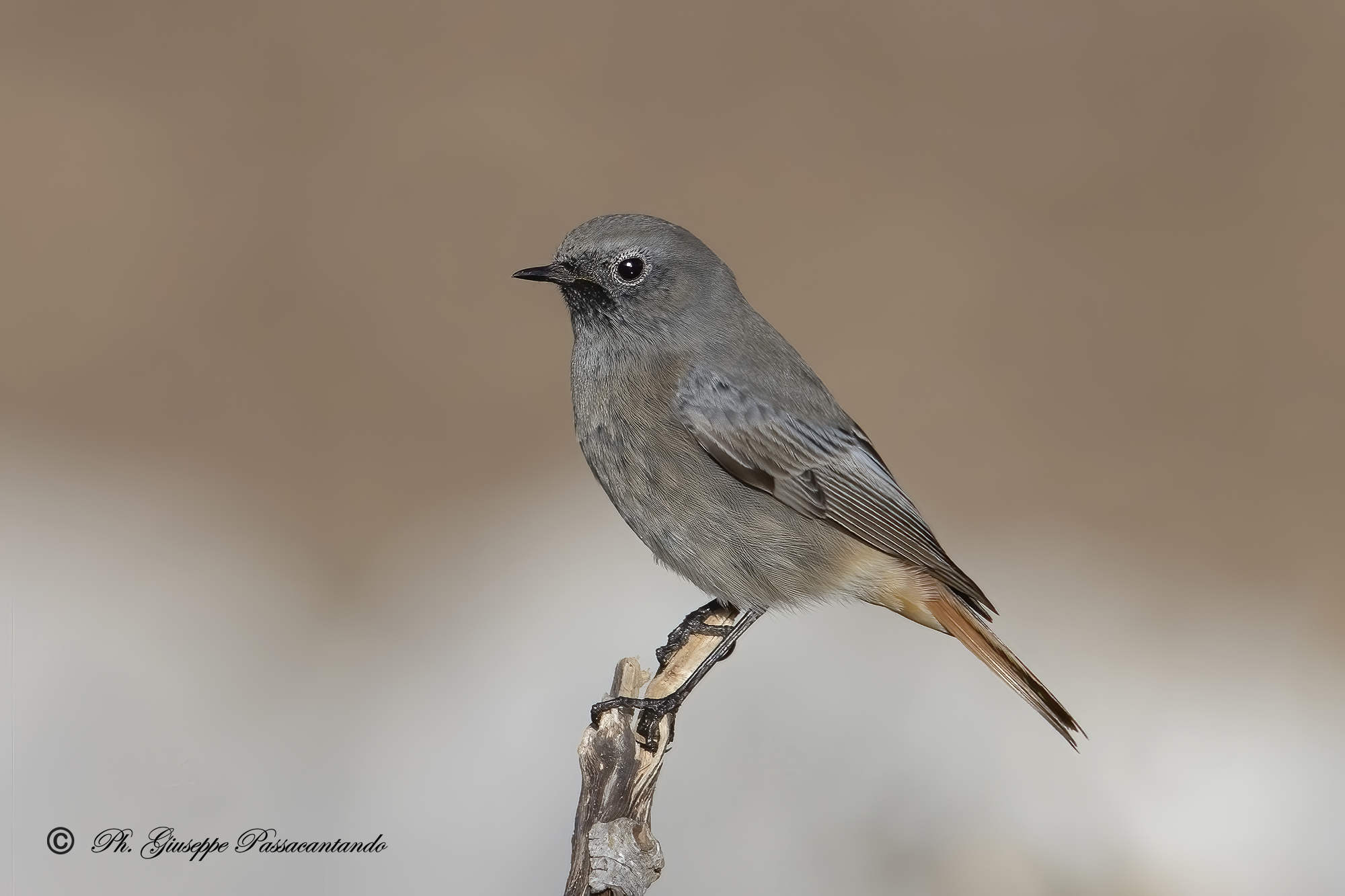 Young redstart chimney sweep