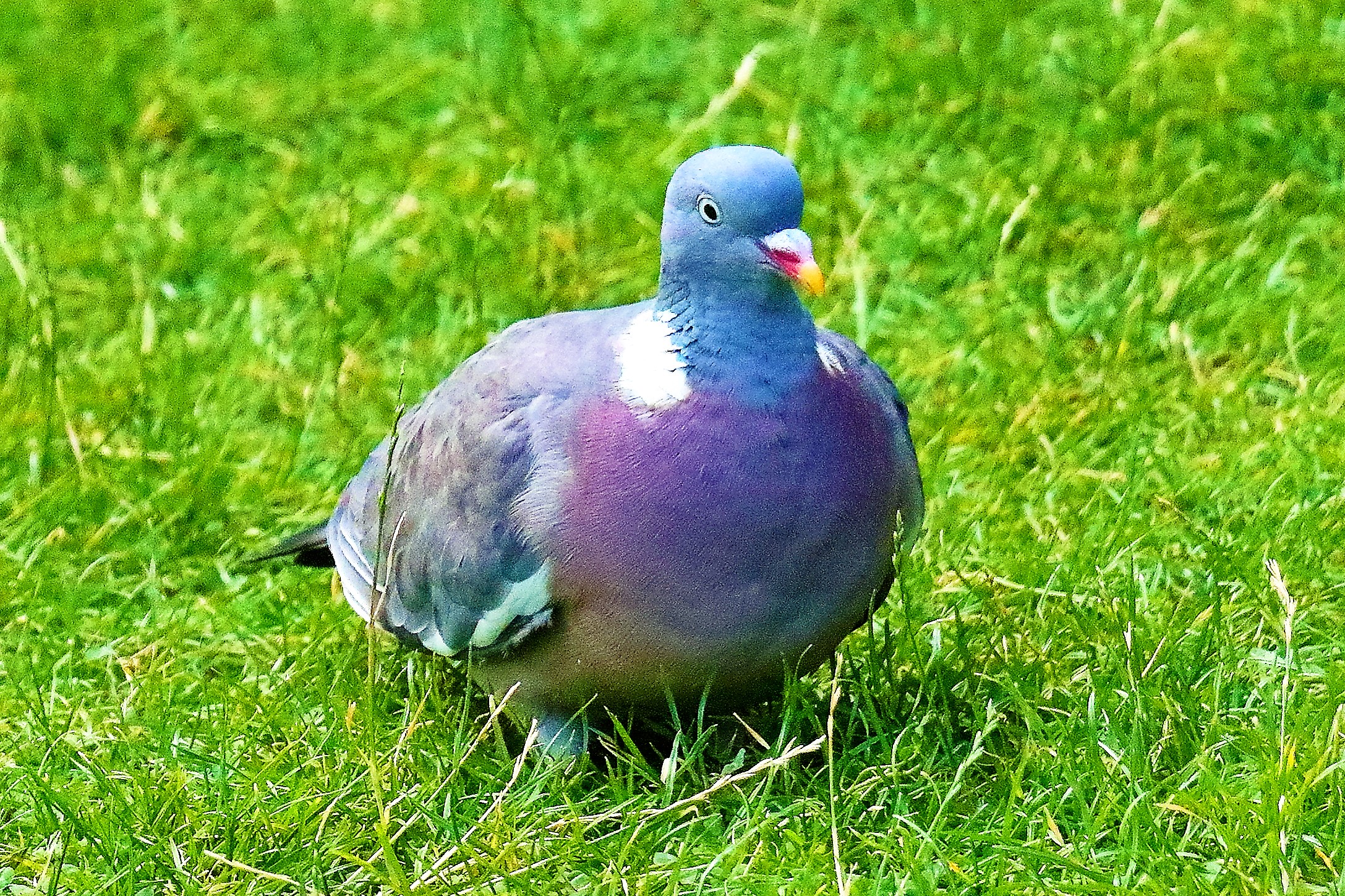 colombaccio 15-08-2022