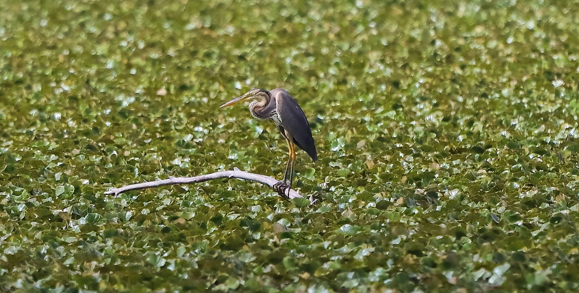 Airone rosso 19-08-2022