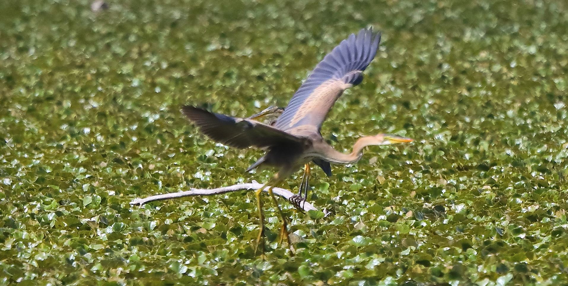 airone rosso 19-08-2022