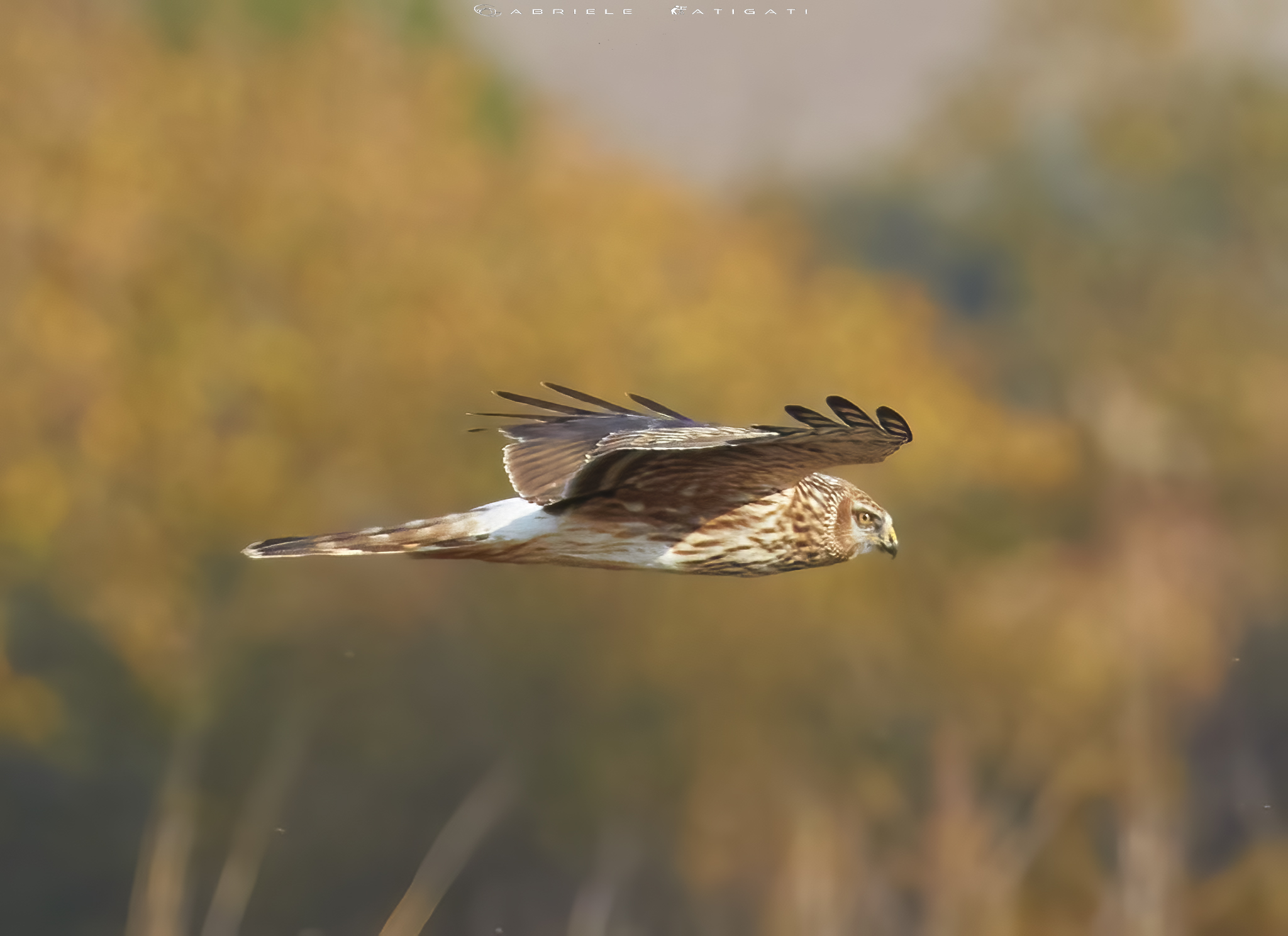 Female hen harrier