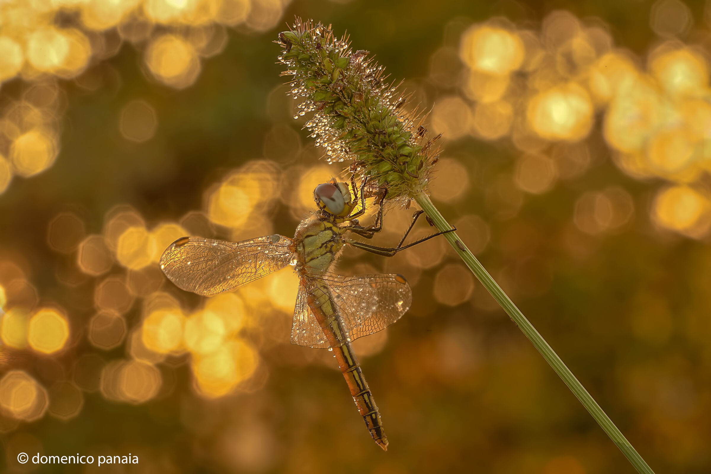 Sympetrum fonscolombii