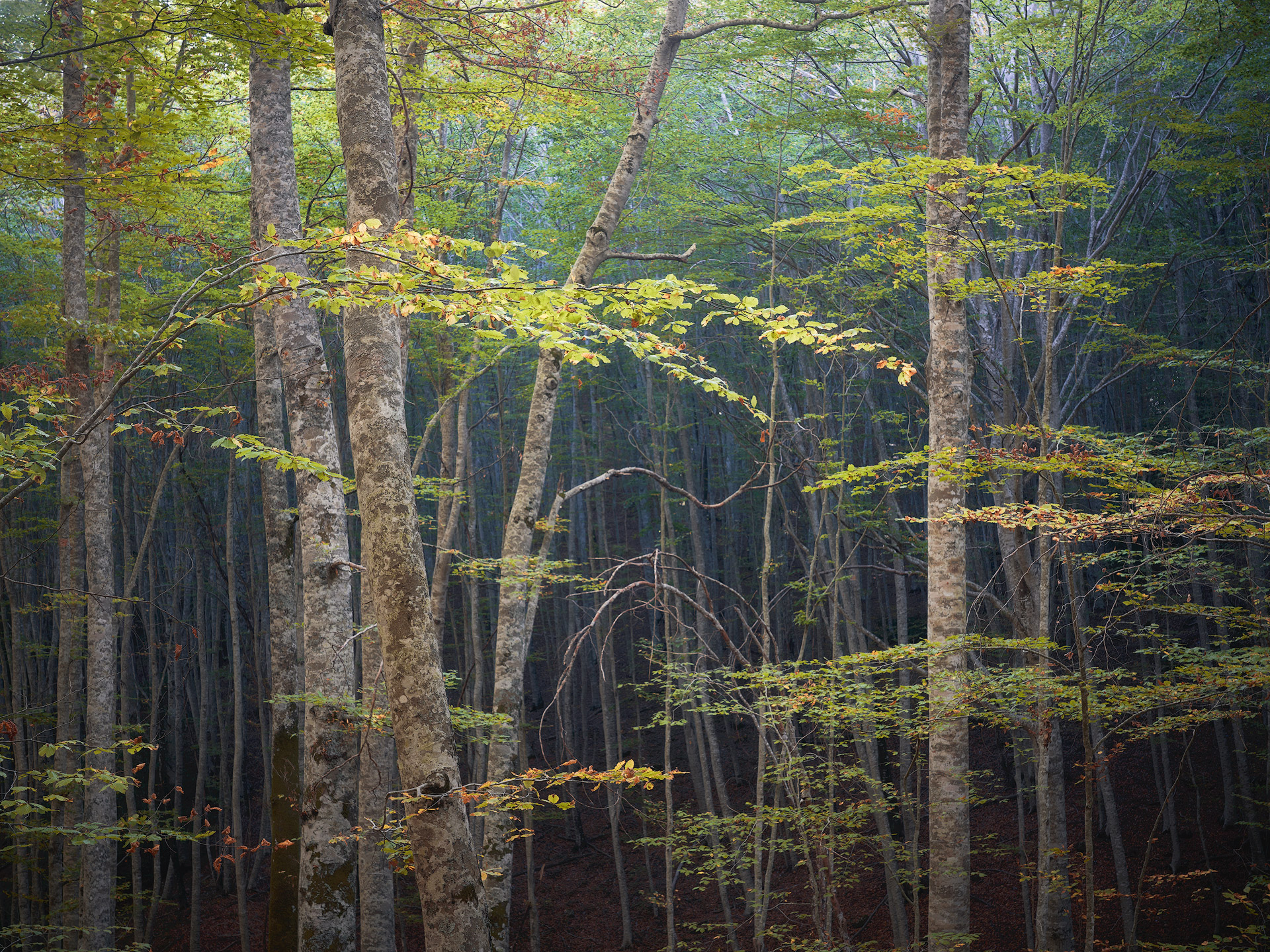 Harmonies of the soul