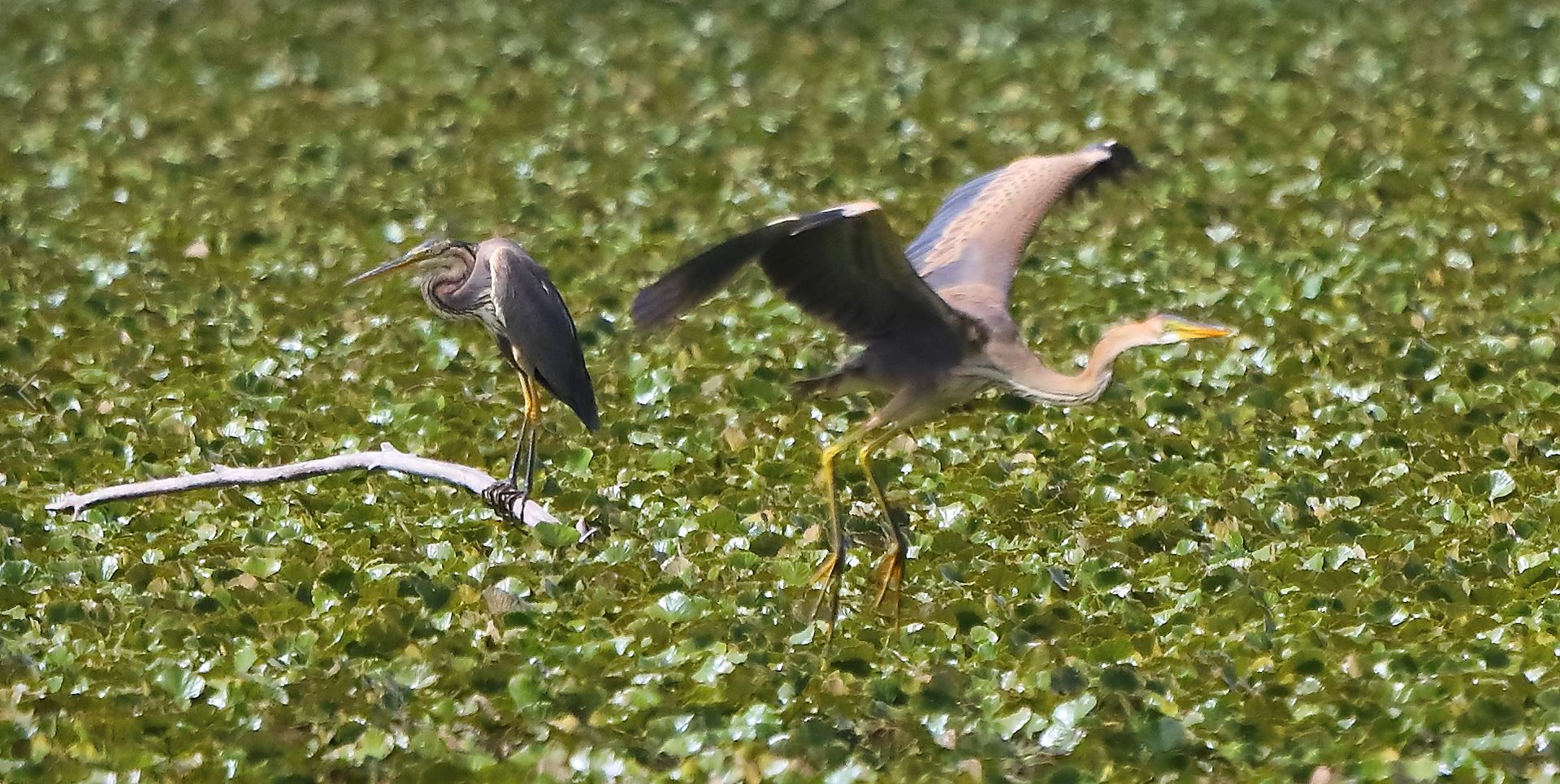 Airone rosso 19-08-2022