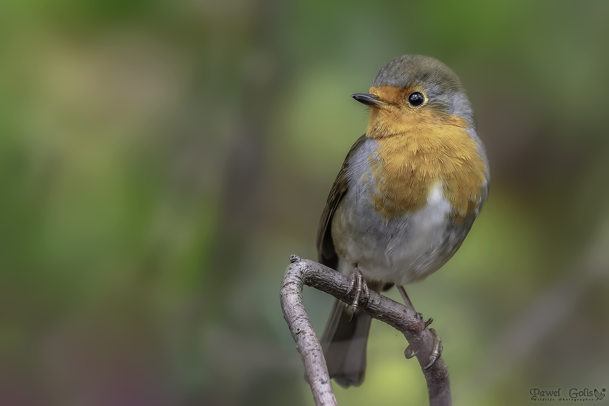 Pettirosso europeo (Erithacus rubecula)