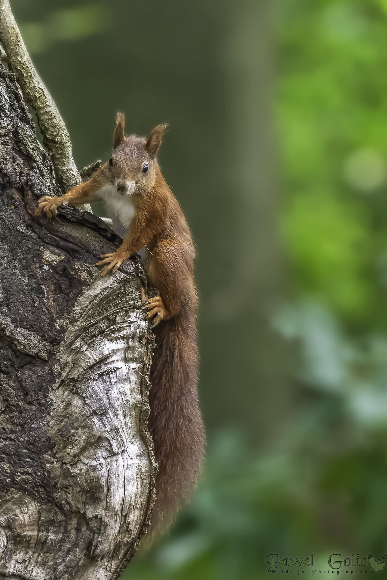 Sciurus vulgaris (Sciurus vulgaris)