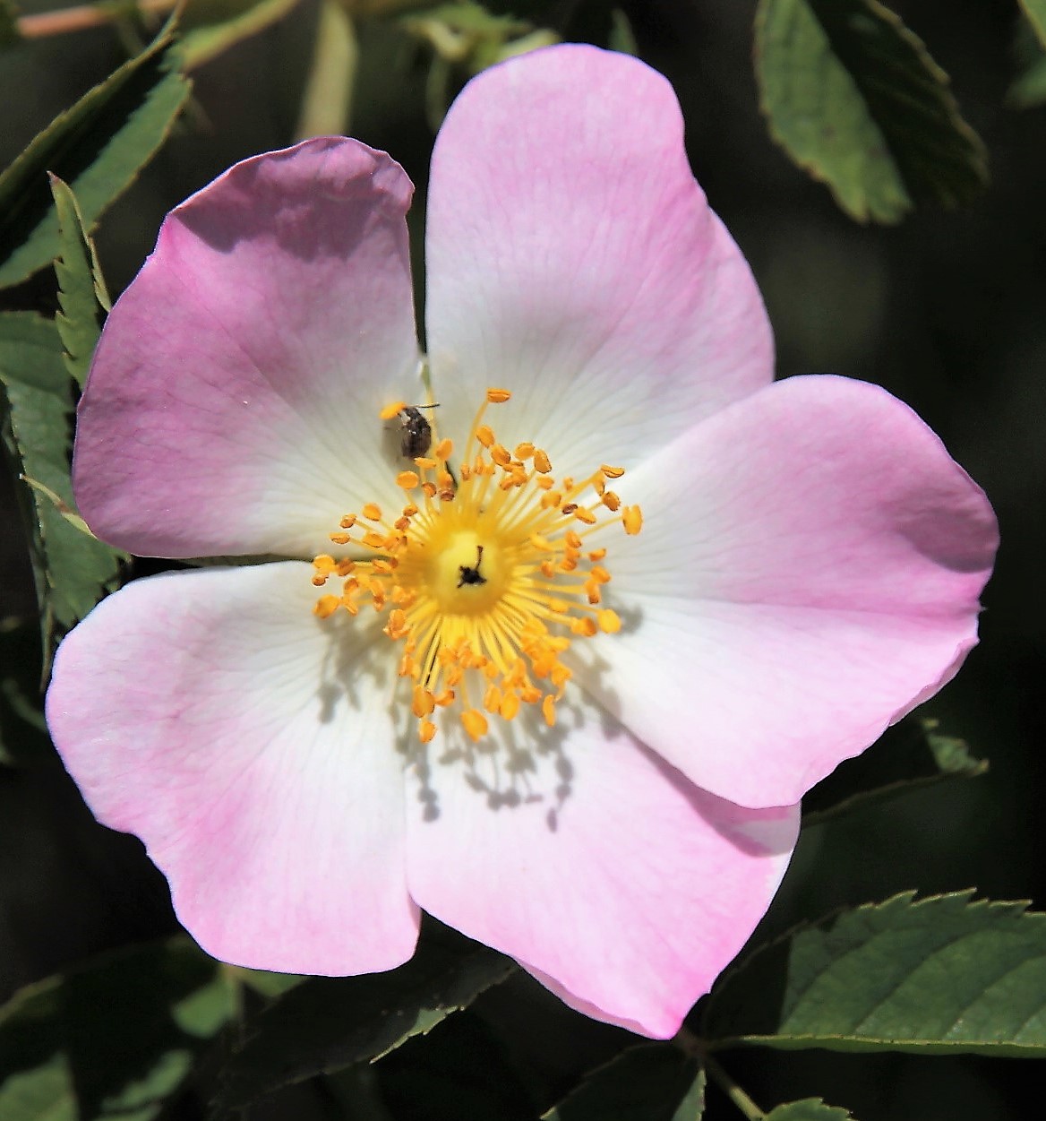 Rosa Canina and guest