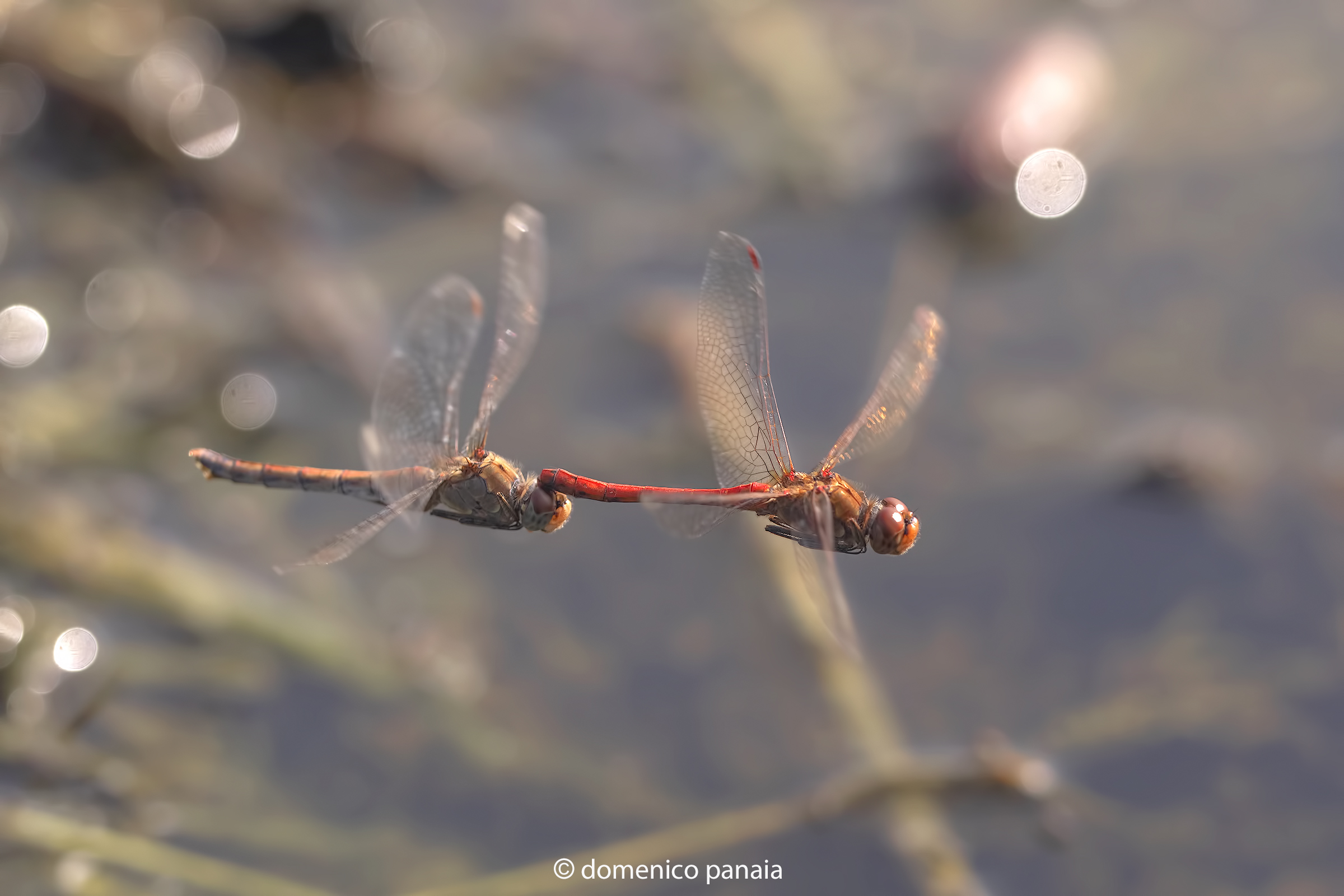 sympetrum striolatum