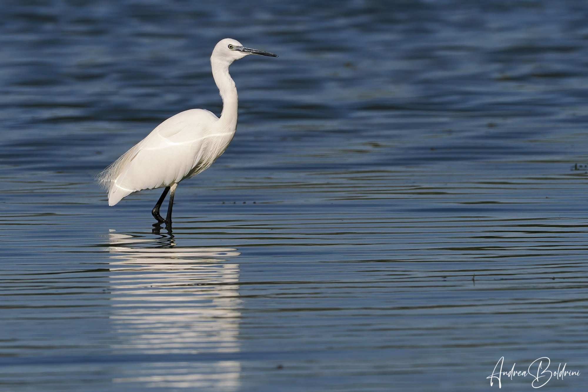 Egret