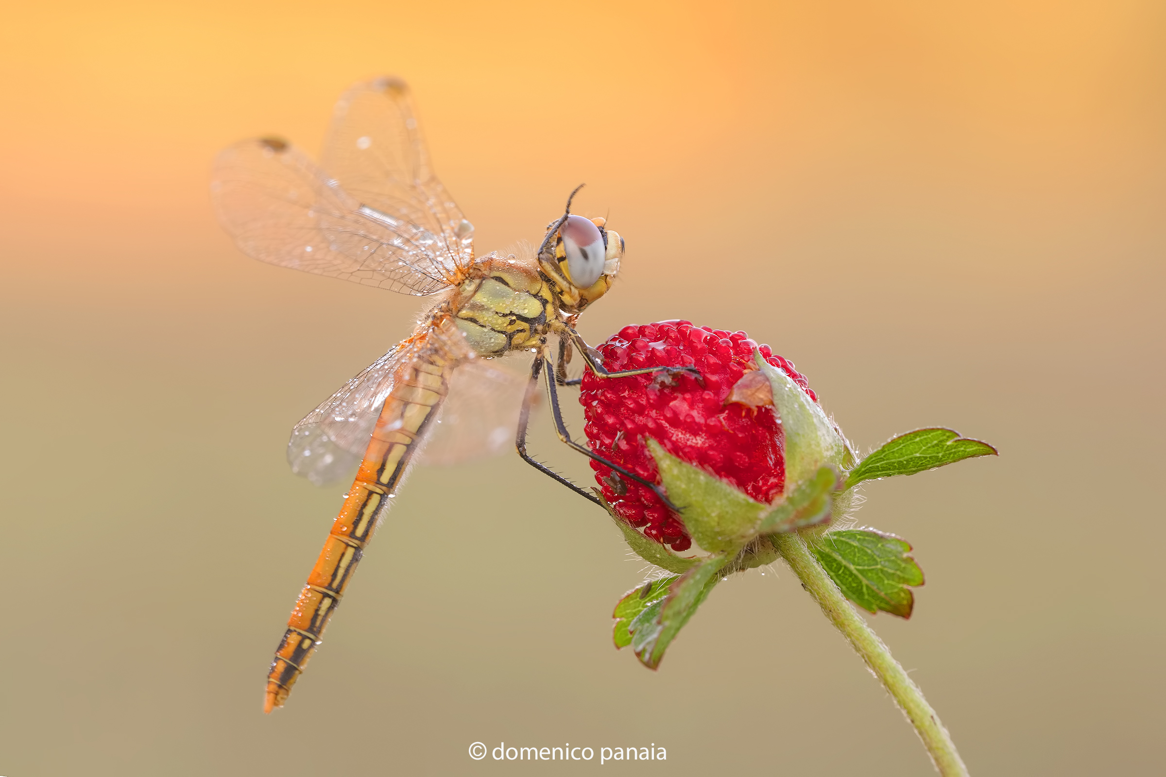 Sympetrum Fonscolombii