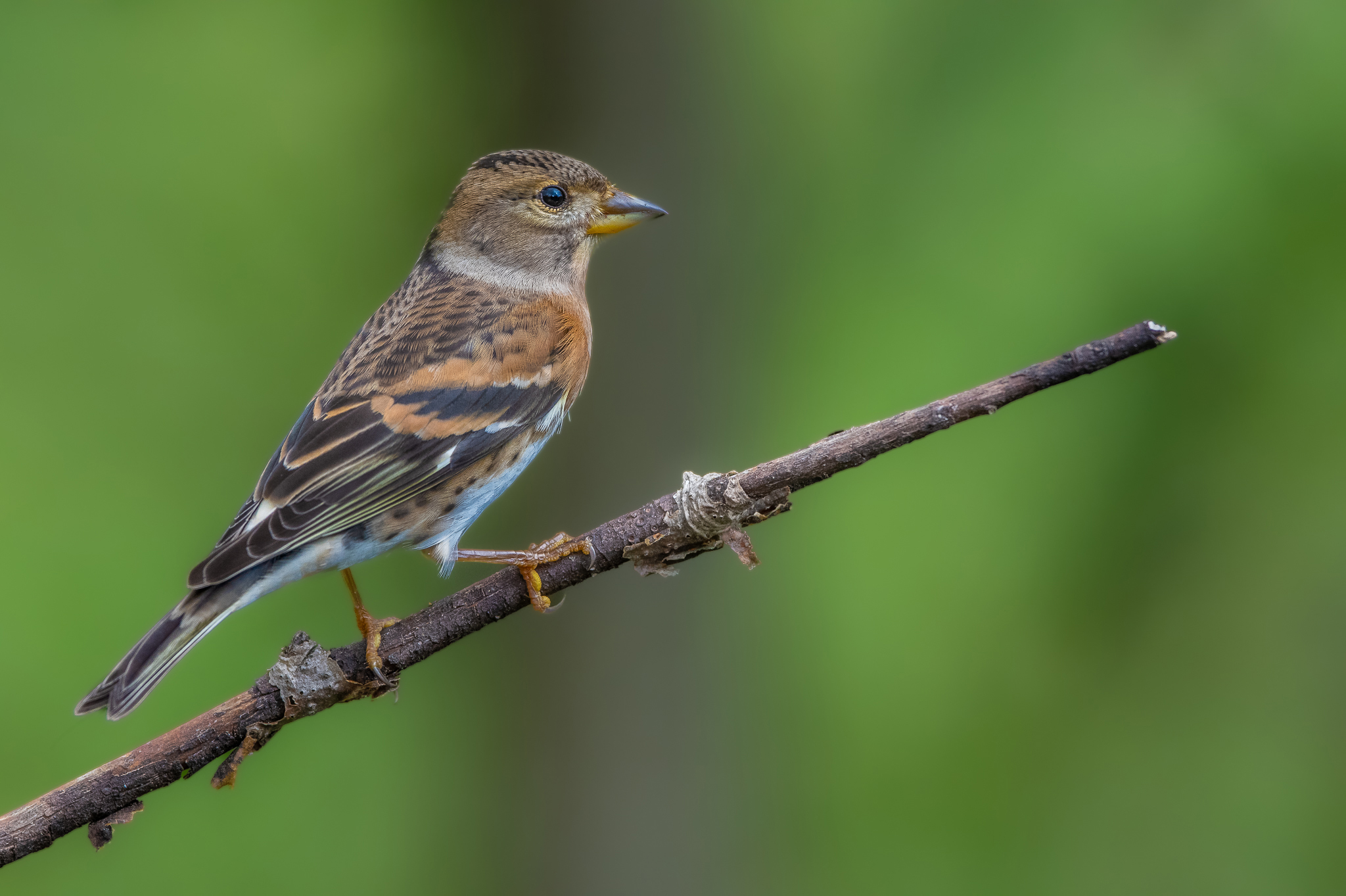 Peppola (Fringilla montifringilla)