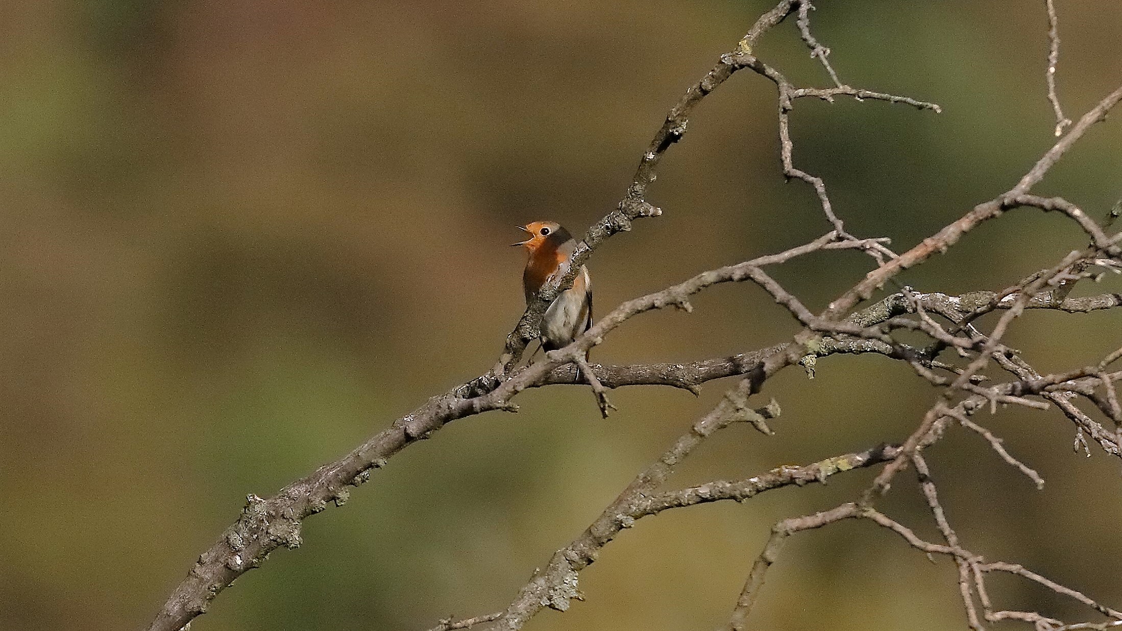 pettirosso 28 ottobre 2022