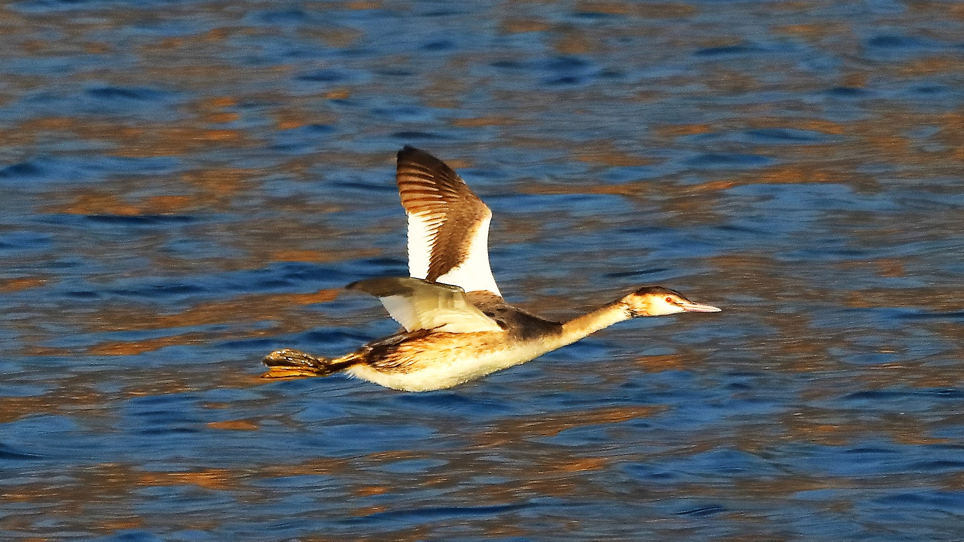 Svasso 21 gen 2022 --254--