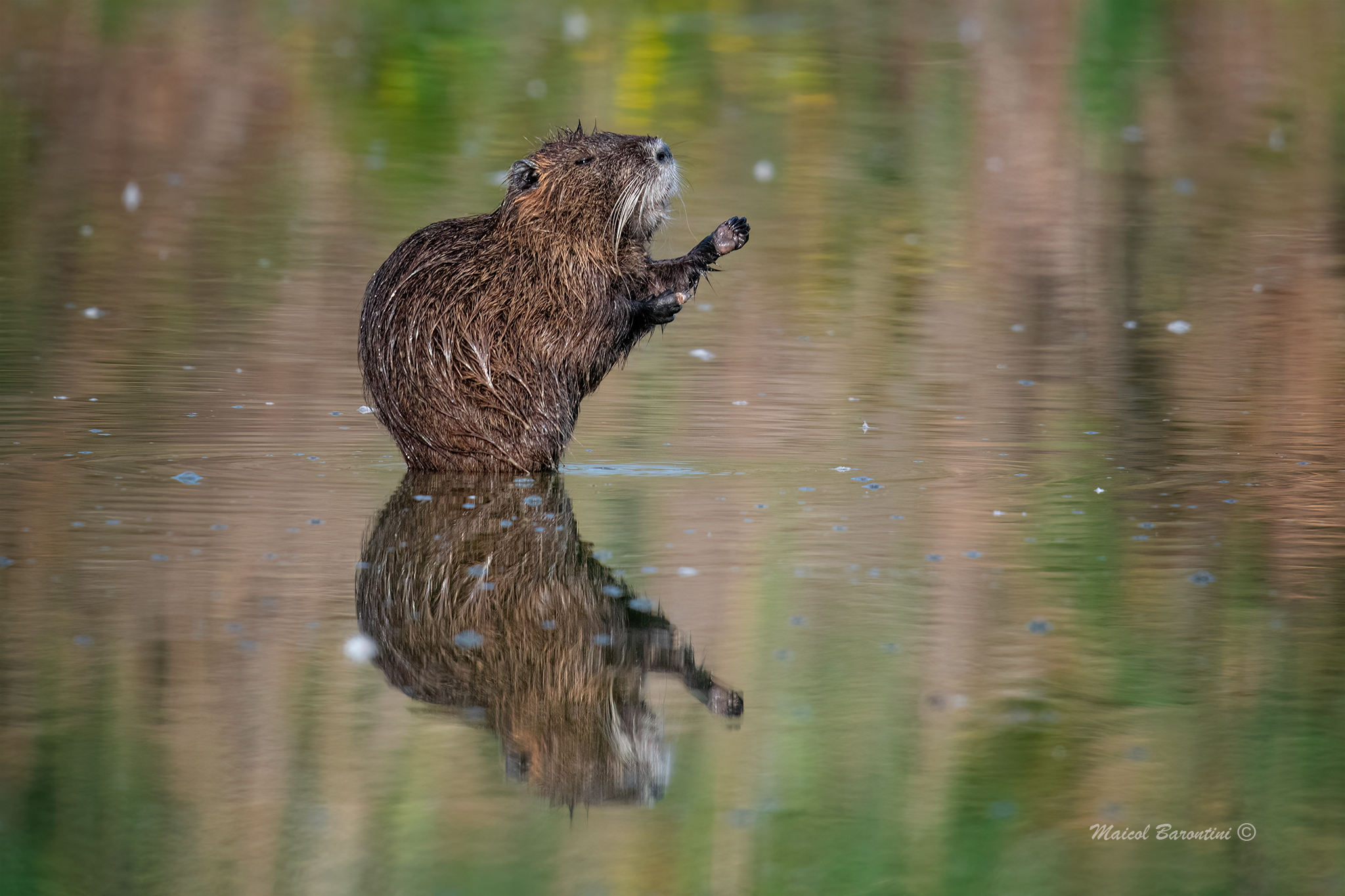 The nutria bath
