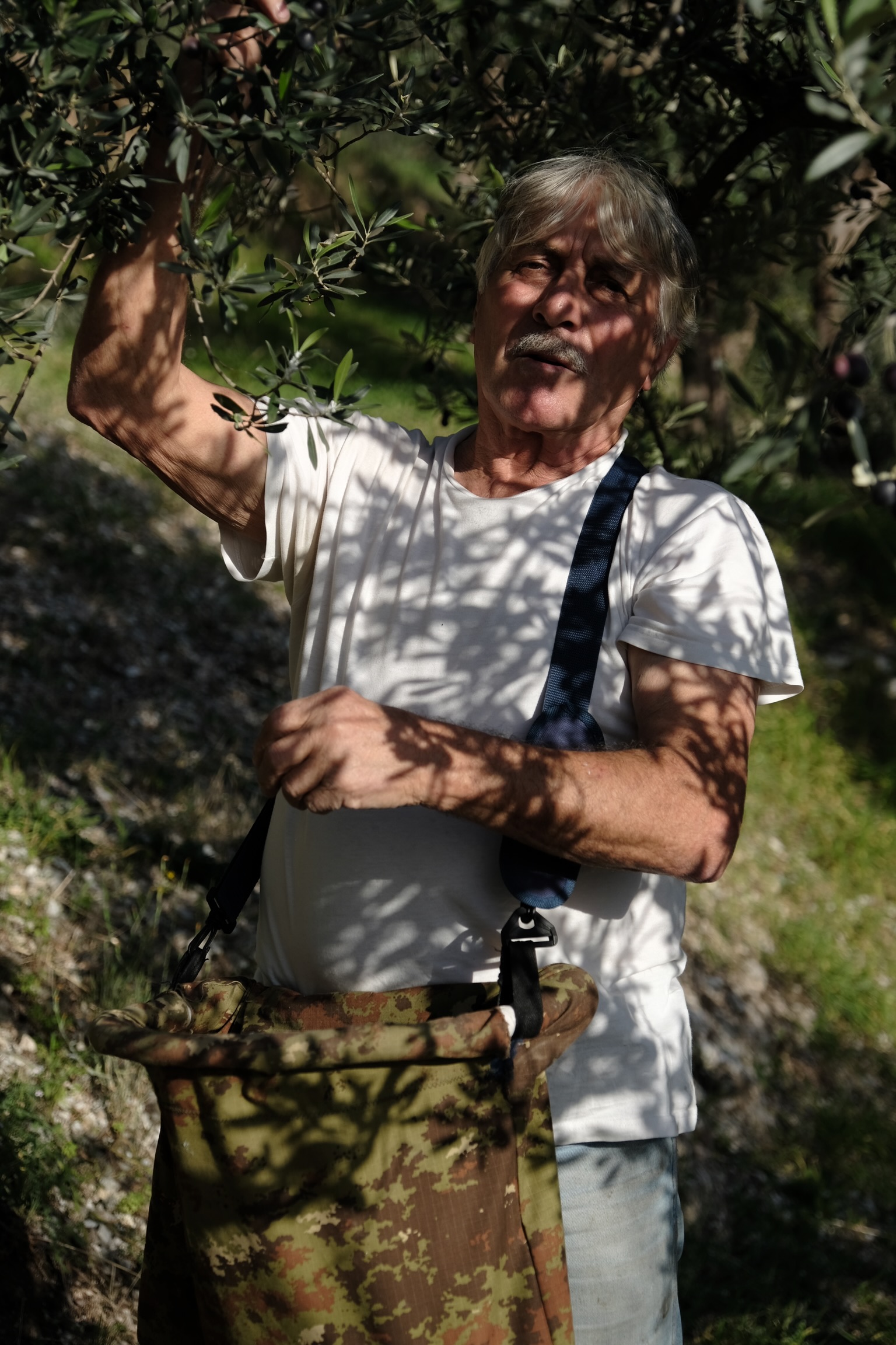 Picking olives