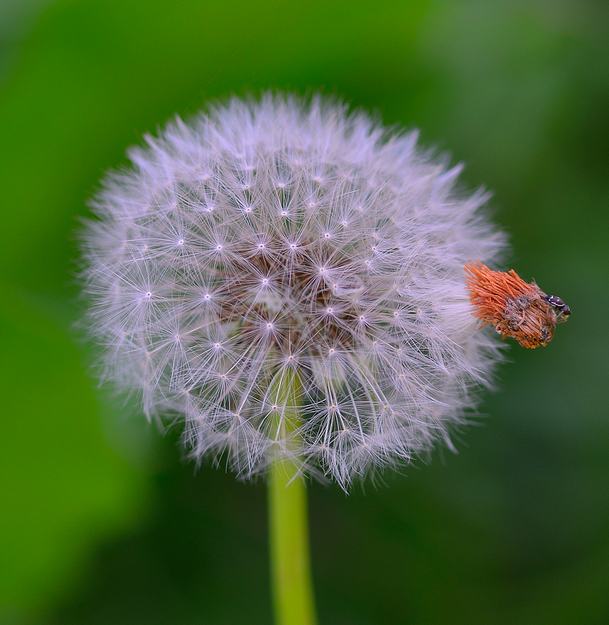 Shower head with surprise