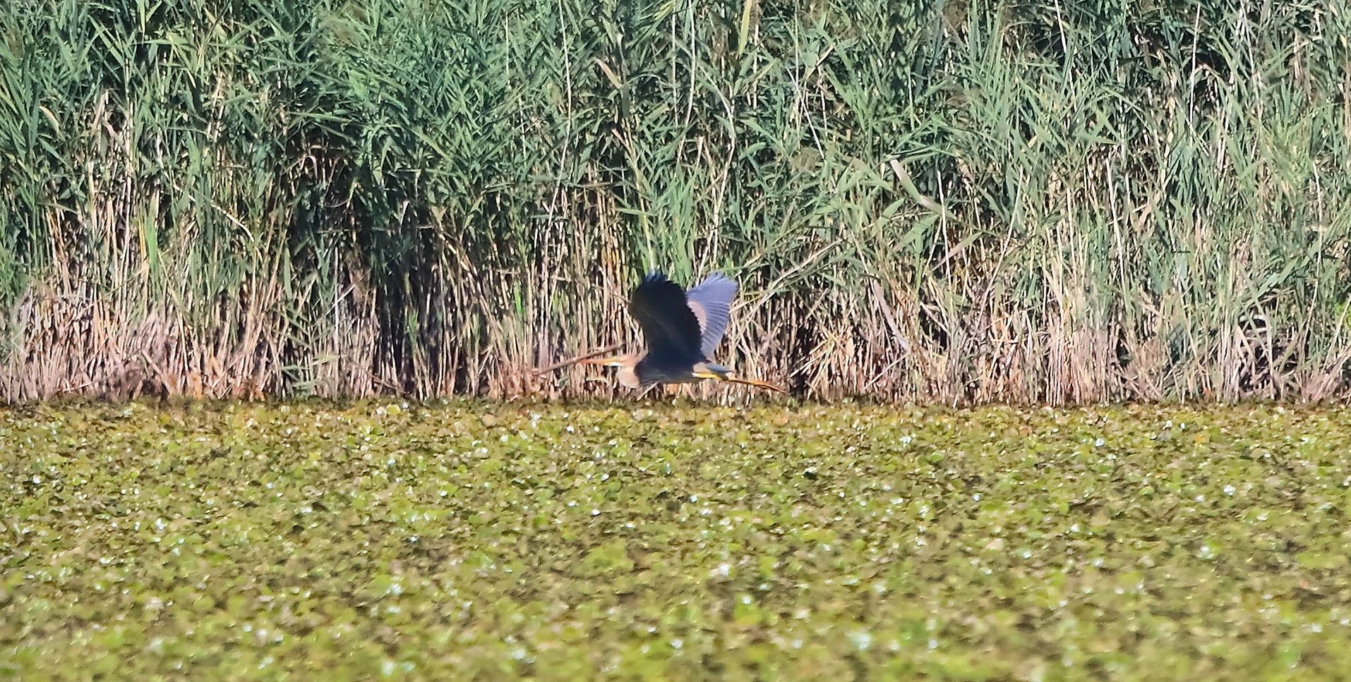 airone rosso 24-08-2022