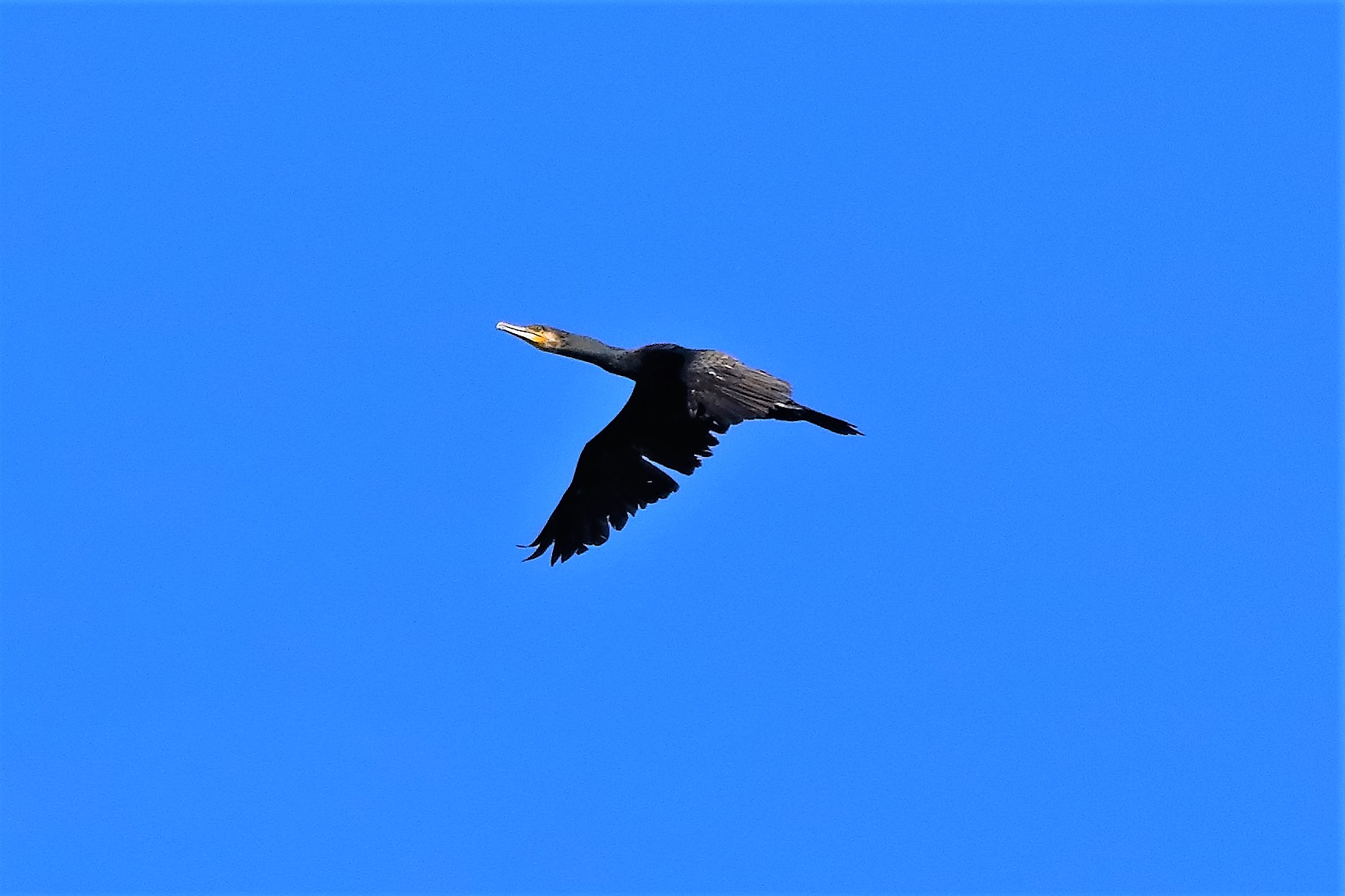 cormorano 24-08-2022