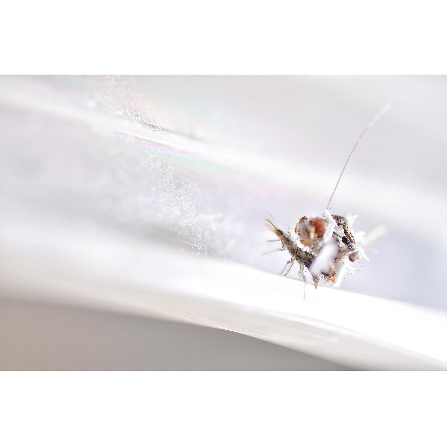 Larva di Pseudomallada