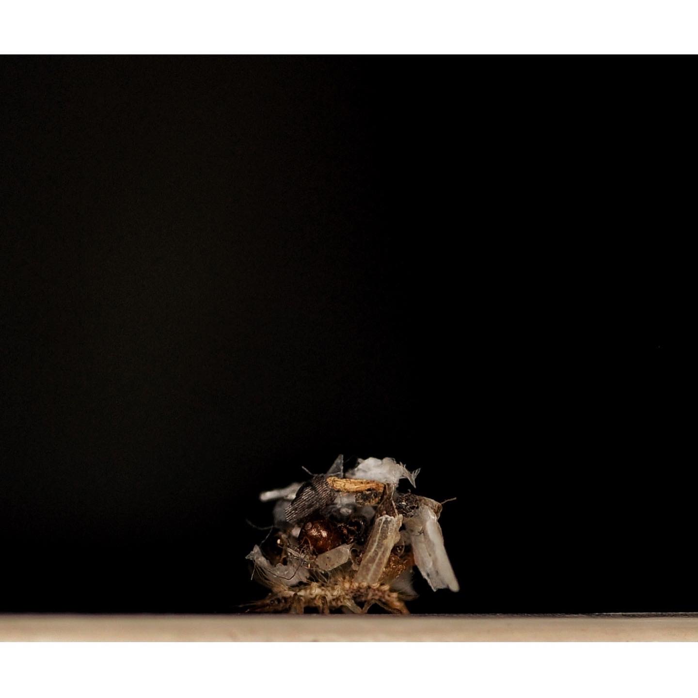 Larva di pseudomallada 2