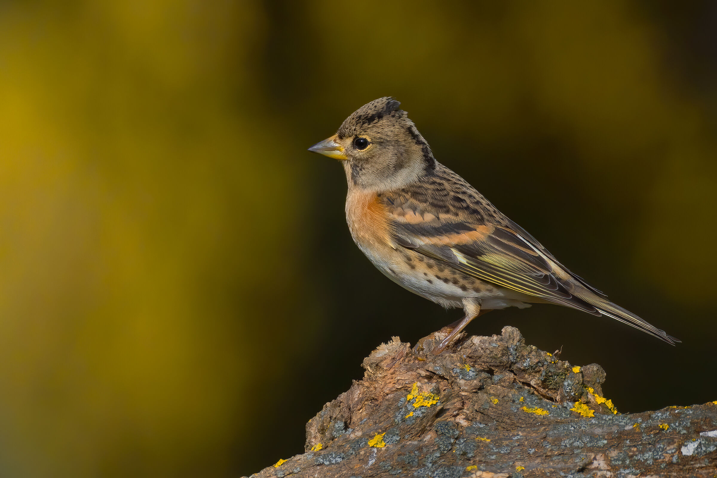 Peppola (Fringilla montifringilla)