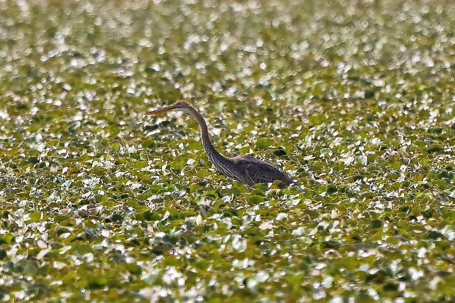 airone rosso 27-08-2022