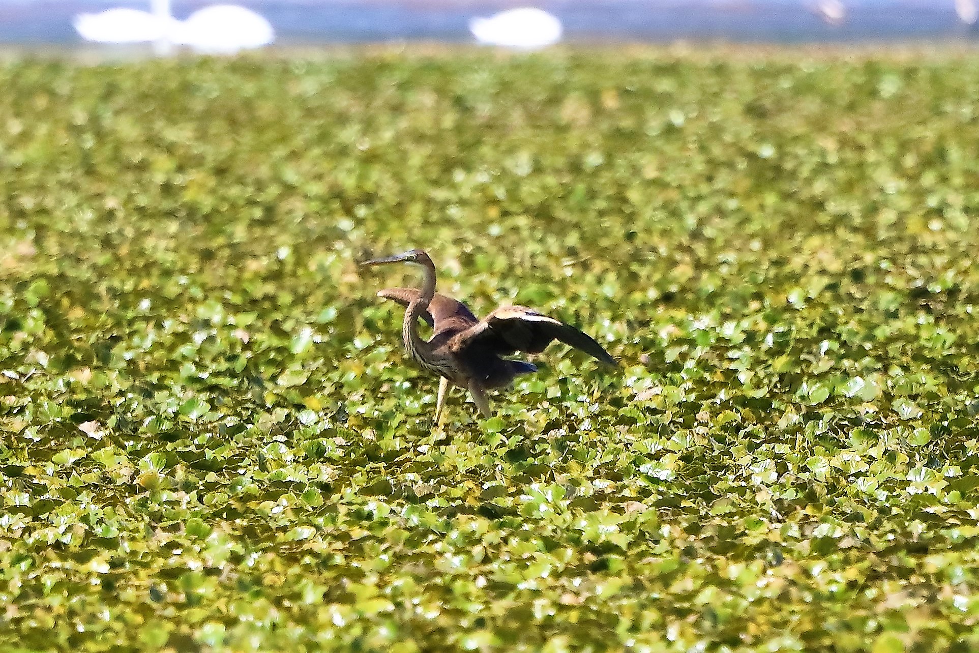 airone rosso 27-08-2022