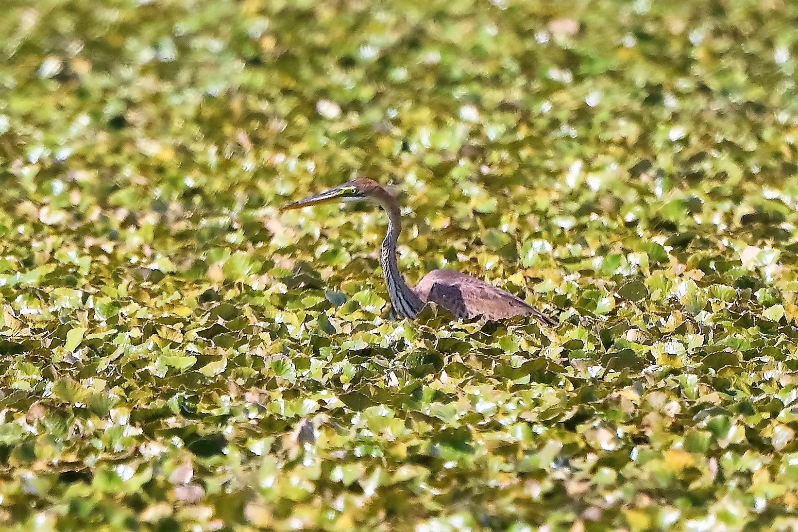 Airone rosso 27-08-2022