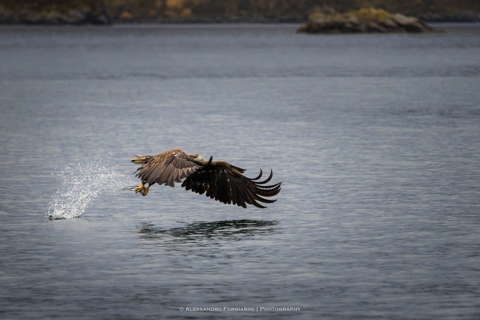 Sea Eagle