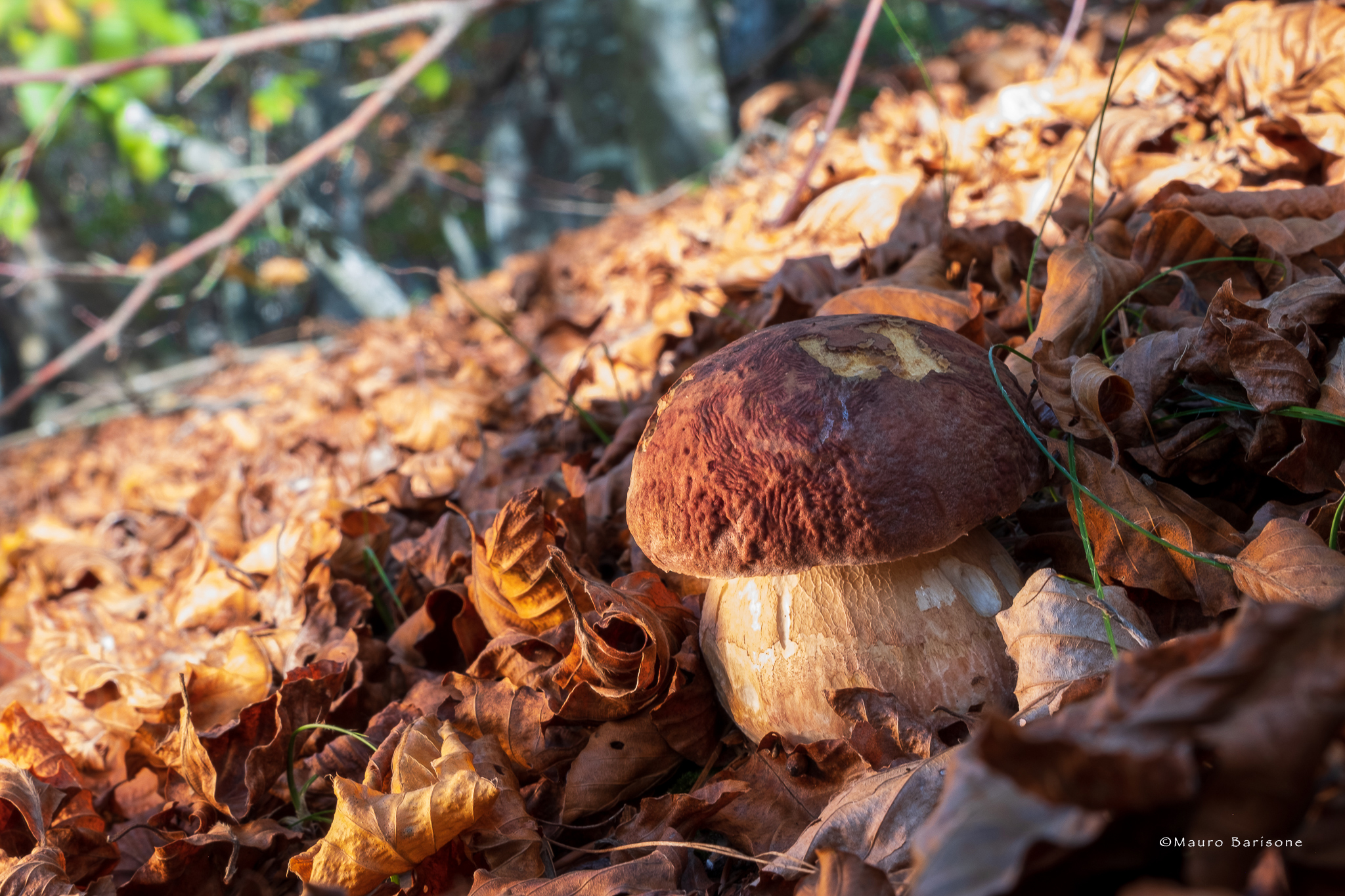 Autumn Colors