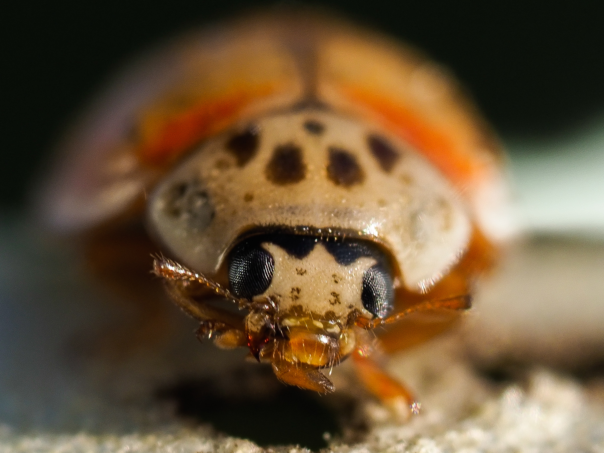 Coccinella