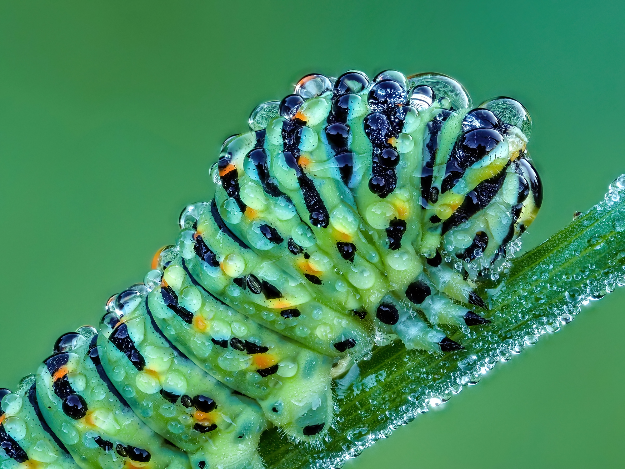 Ruoon caterpillar.