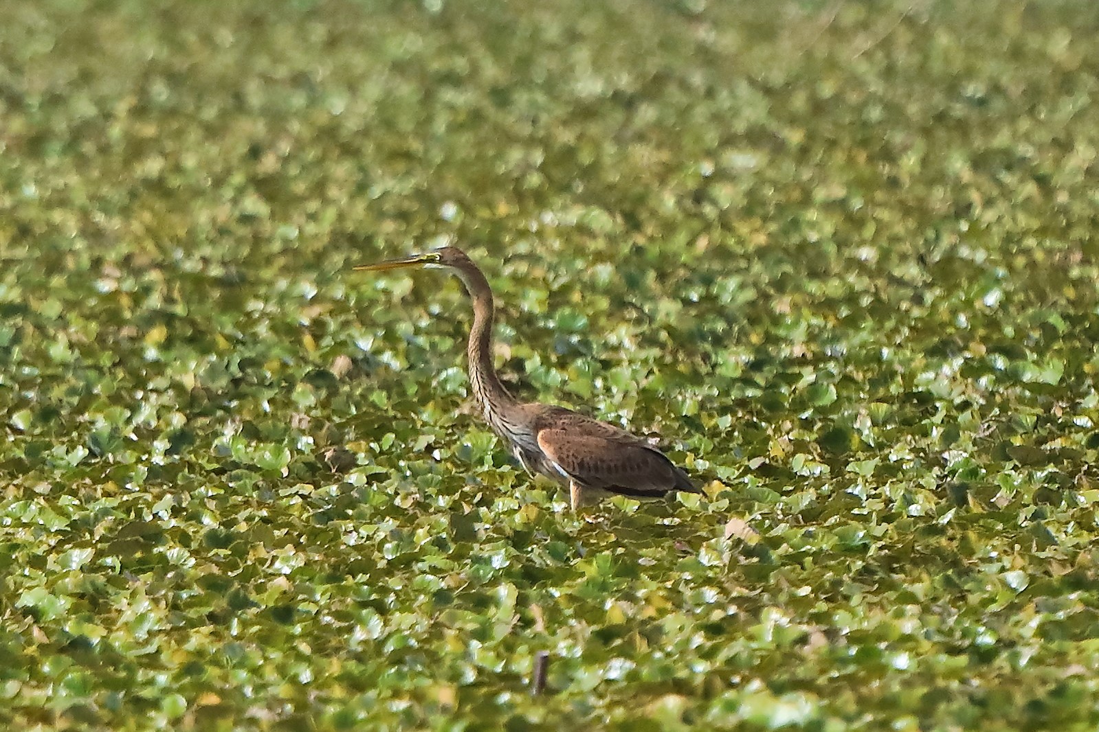 airone rosso 30-08-2022