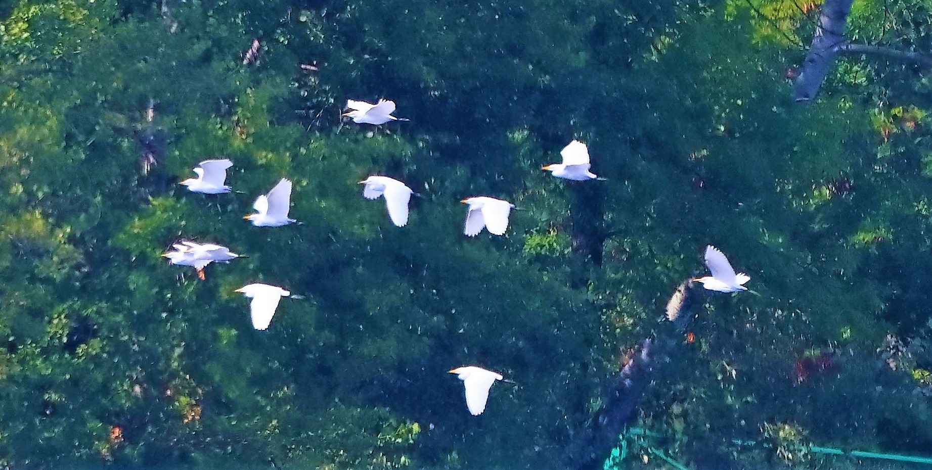 Guardabuoi 30-08-2022