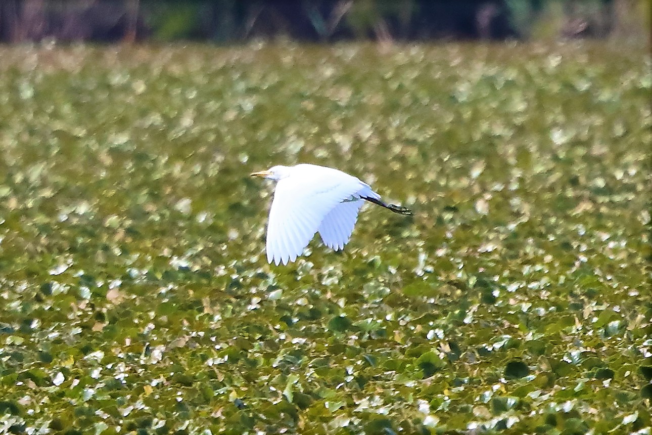 Guardabuoi 30-08-2022