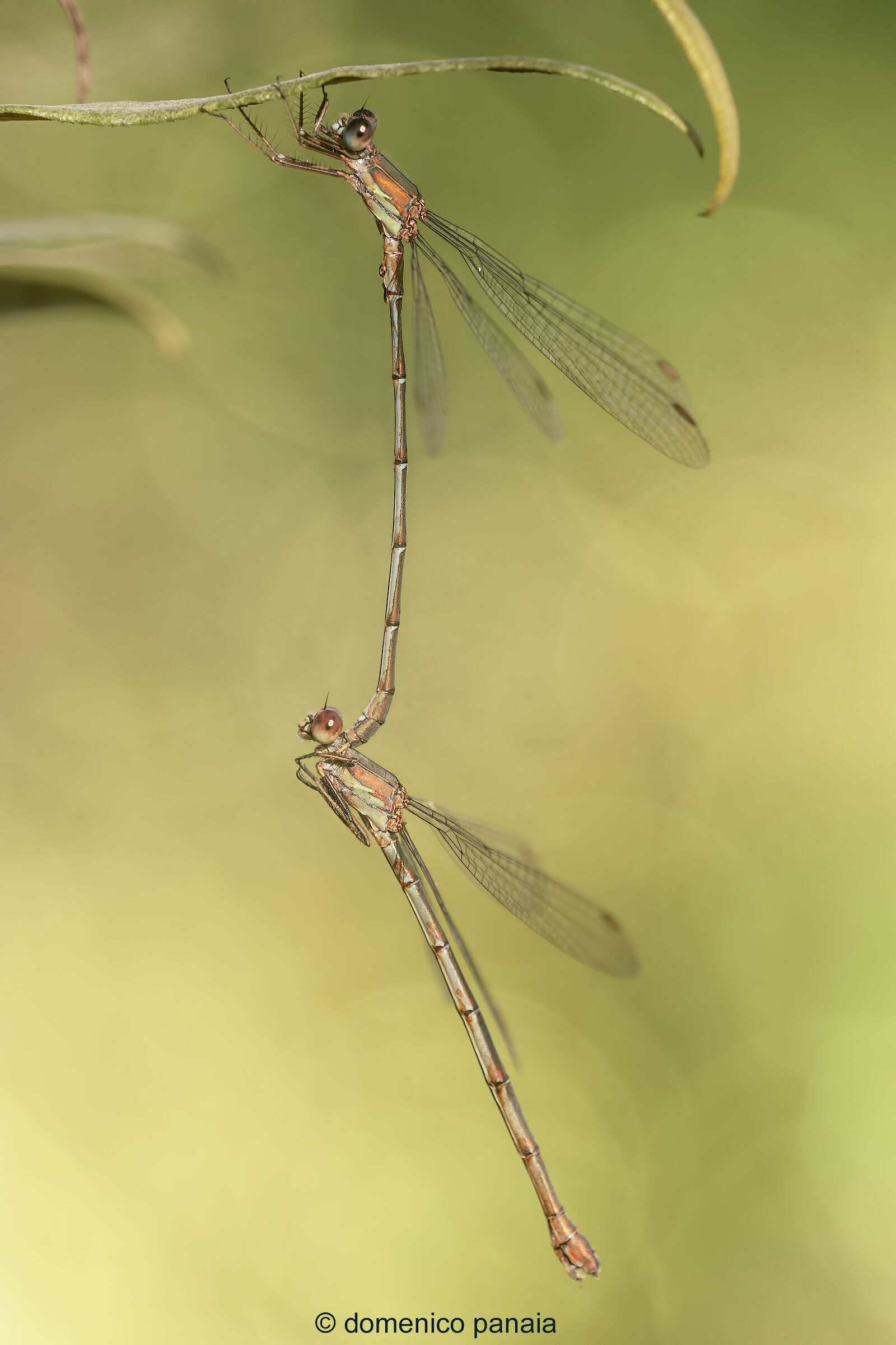 Chalcolestes viridis