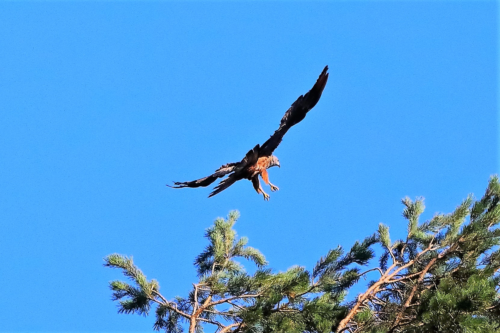 Nibbio bruno 02-08-2022
