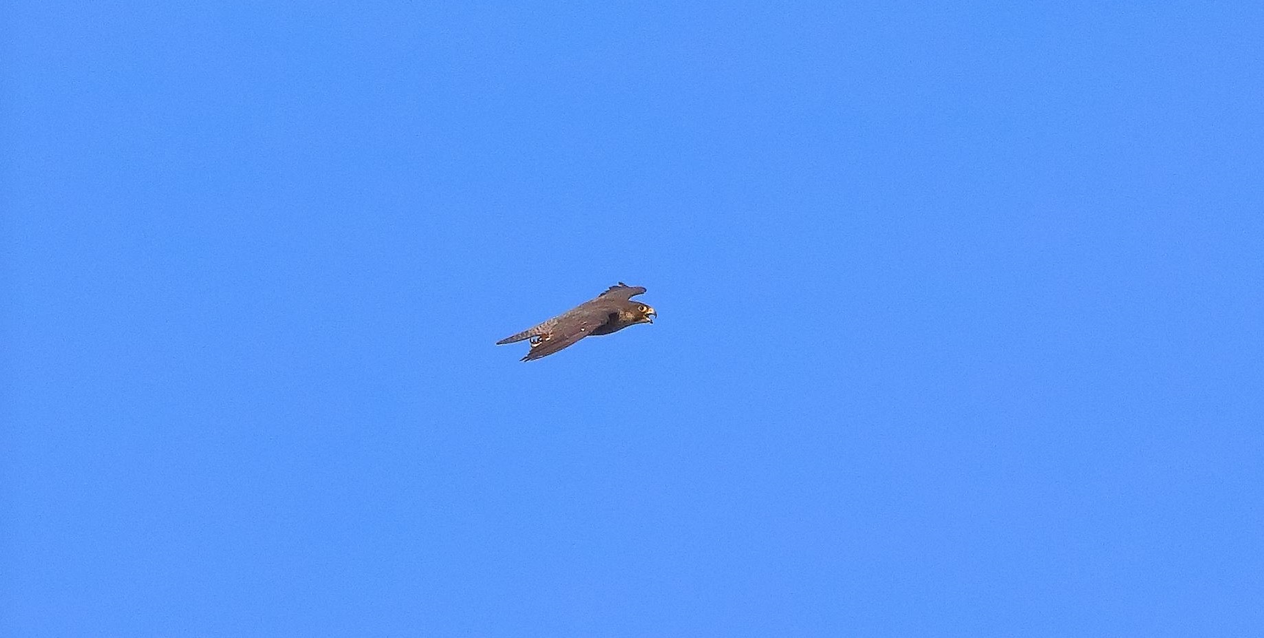 Falco pellegrino 02-08-2022