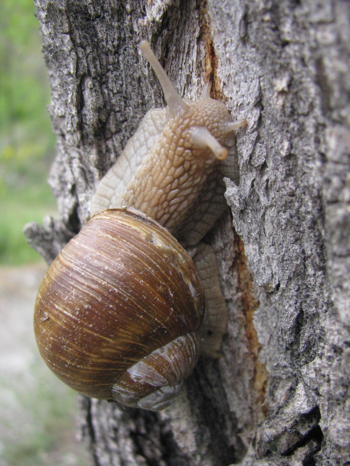 Snail