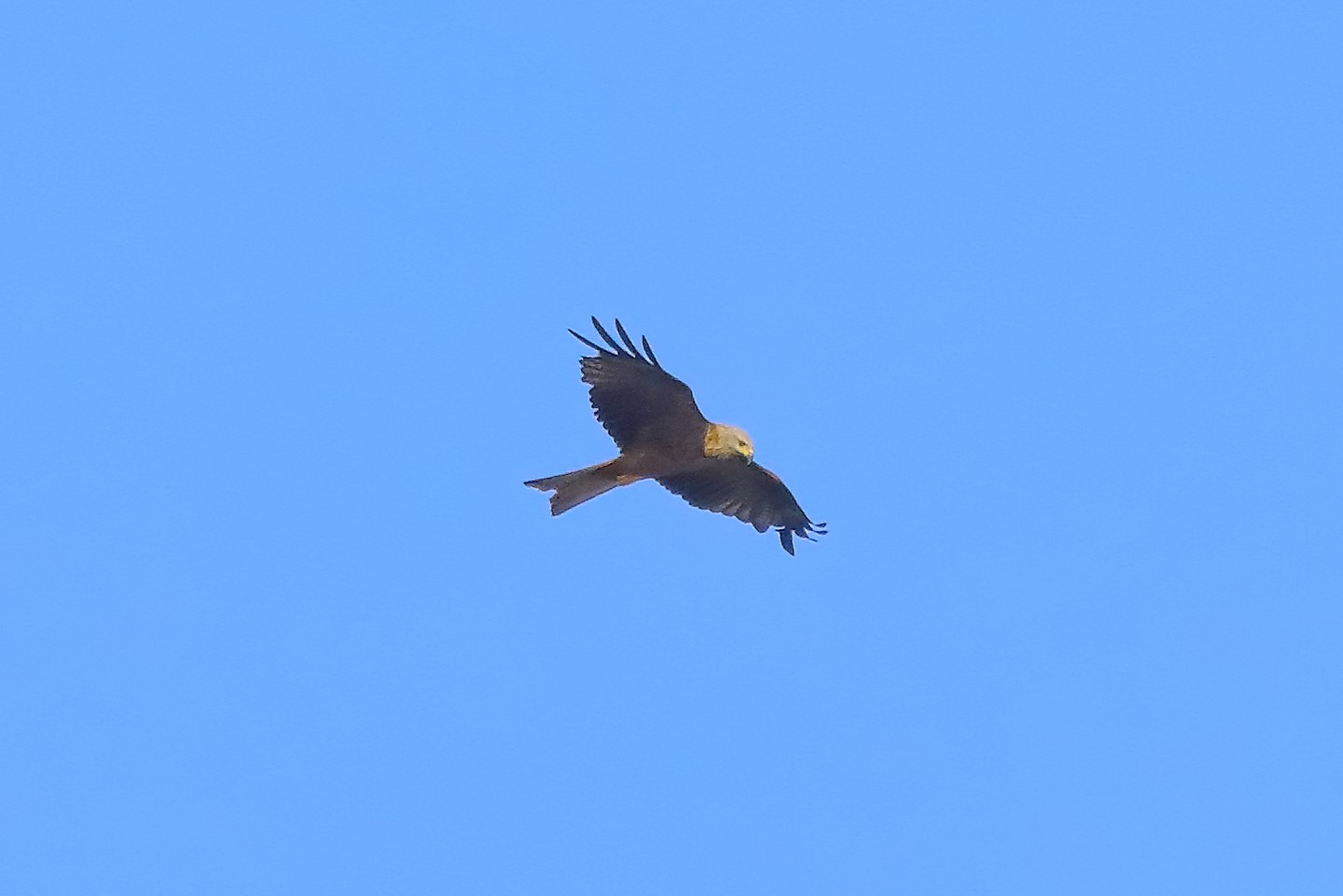 Nibbio bruno 03-08-2022