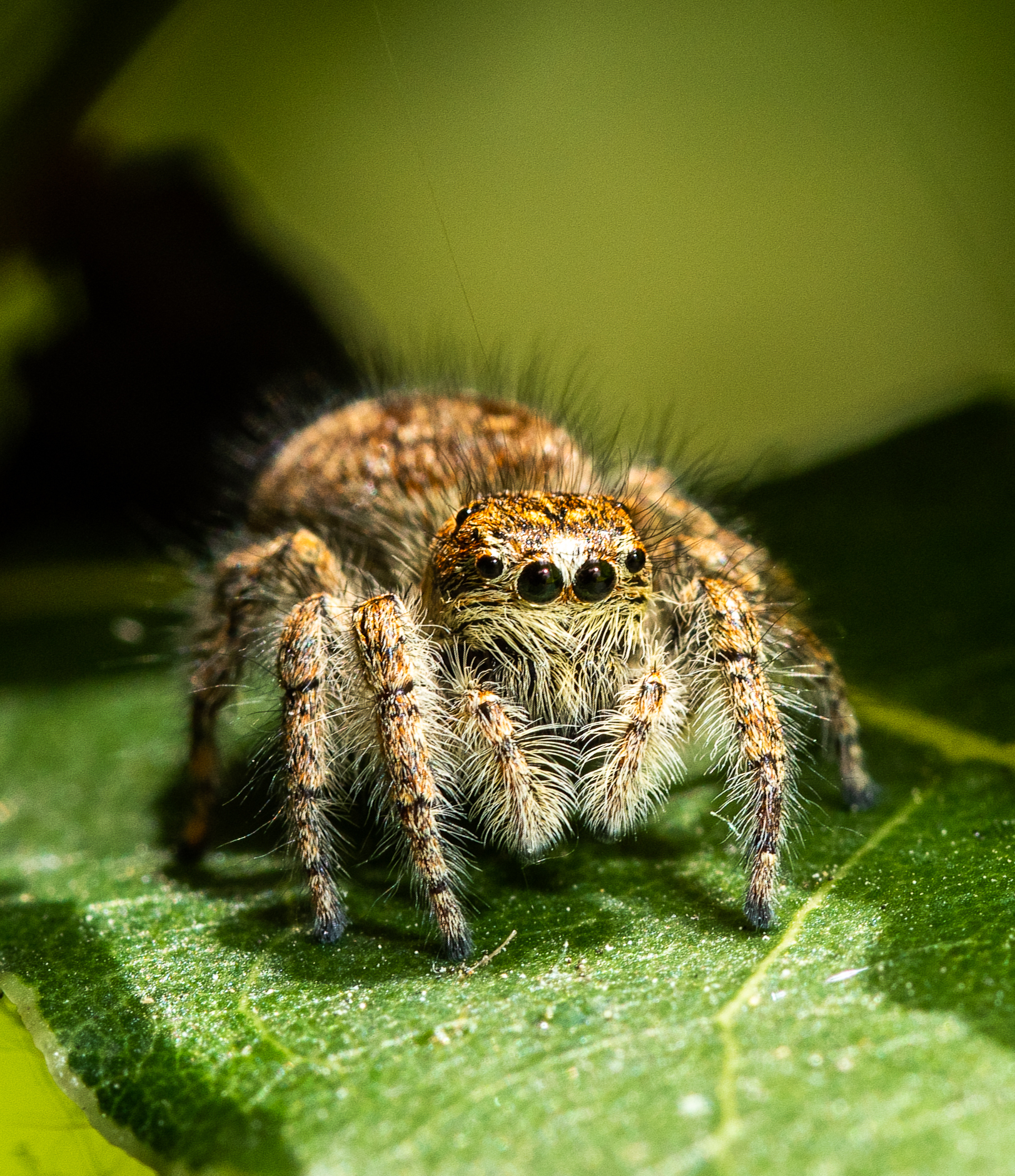 Jumping spider 004