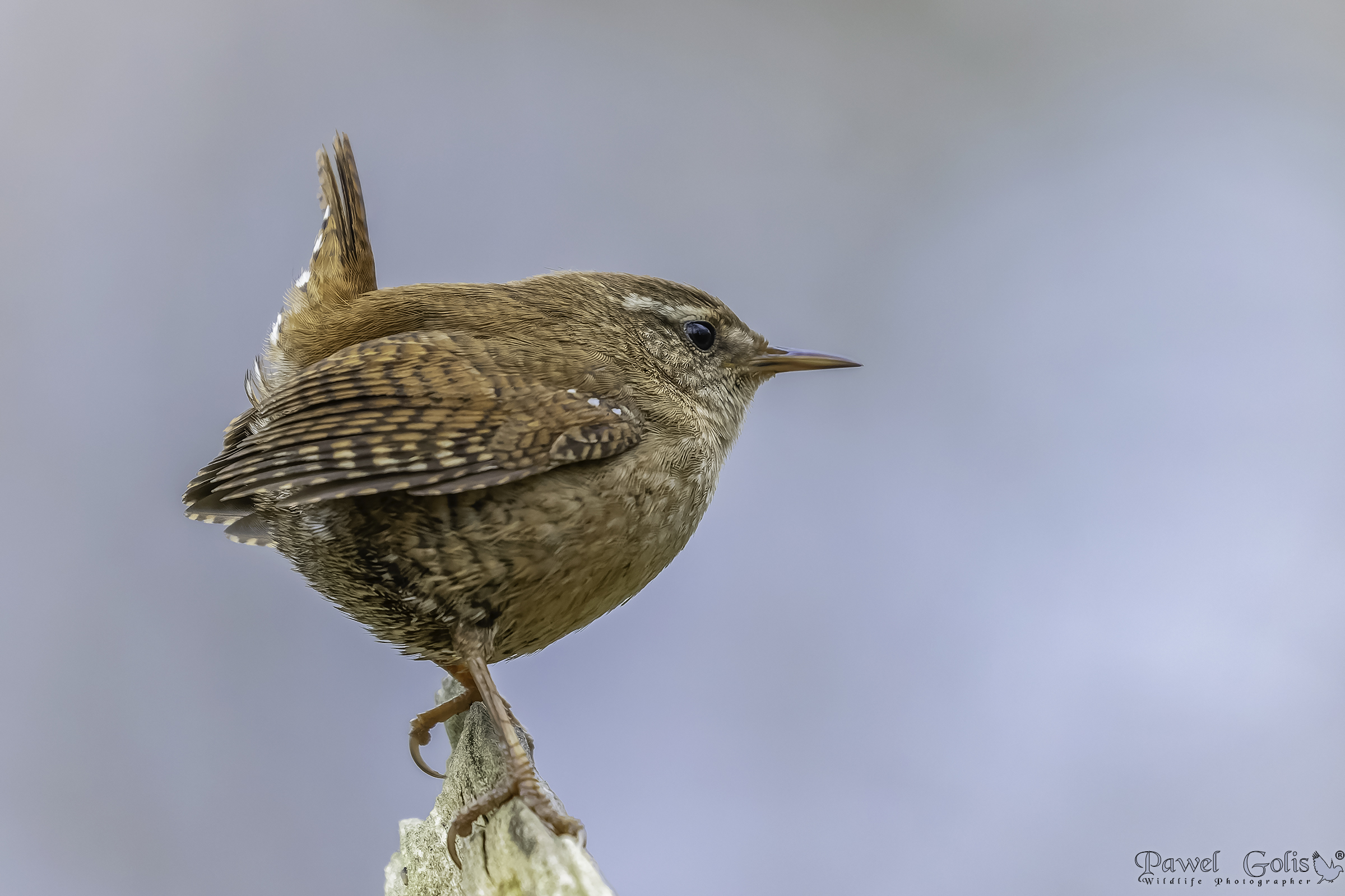 Scricciolo eurasiatico ( Troglodytes troglodytes)