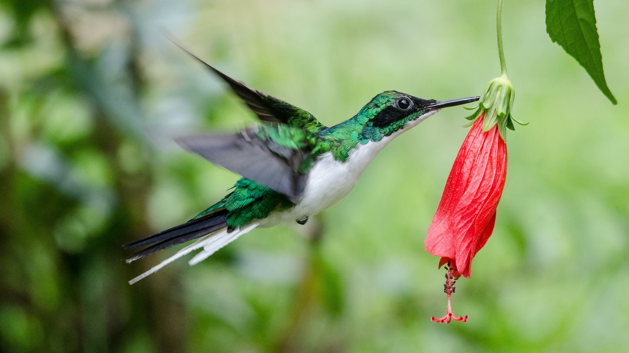 colibri