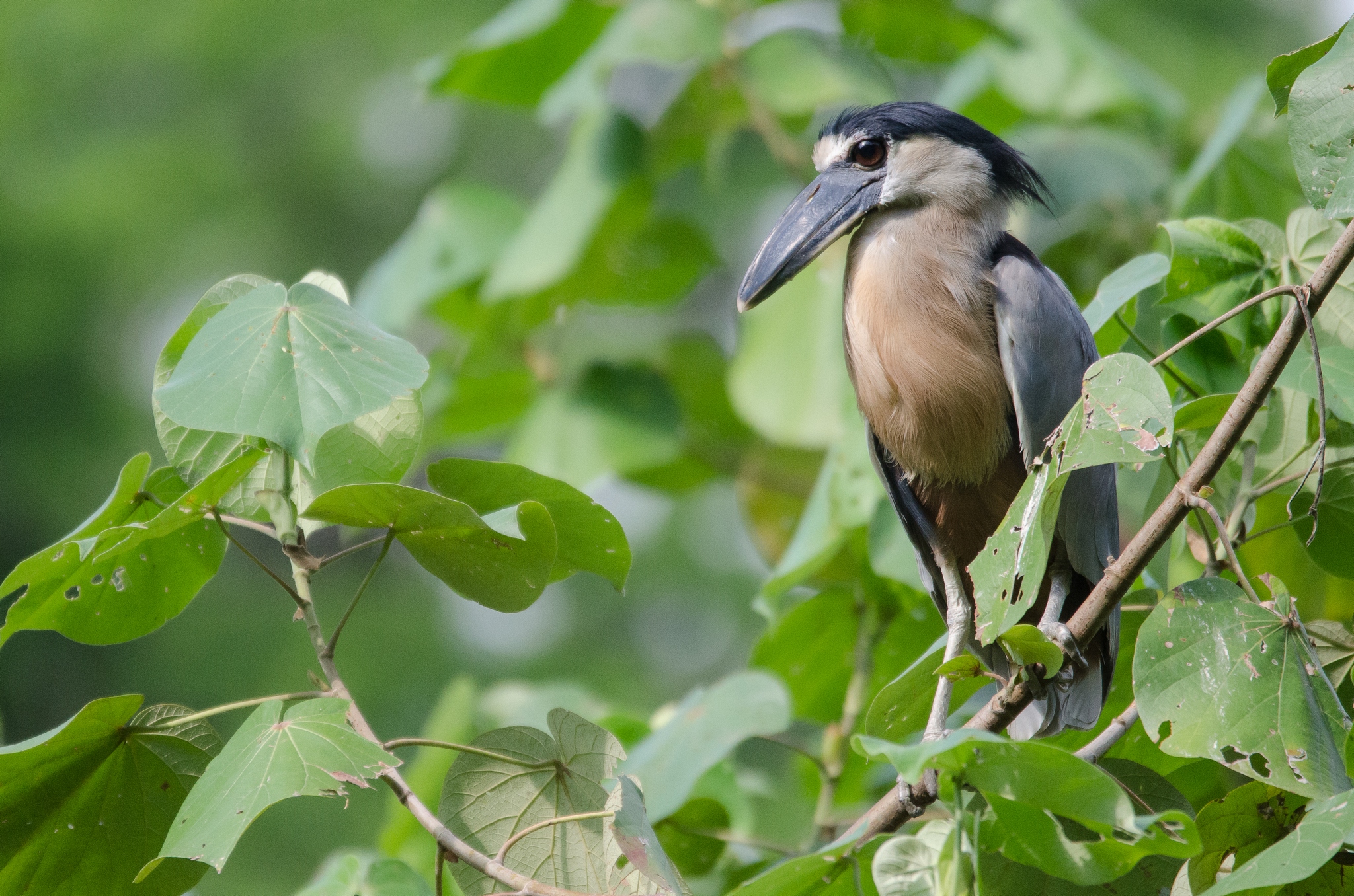 boat billed heron