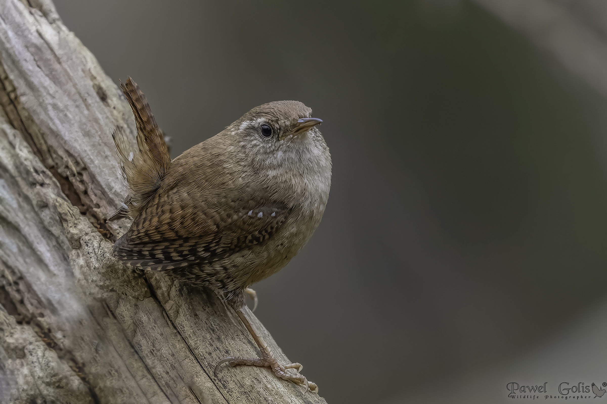 Scricciolo eurasiatico ( Troglodytes troglodytes)