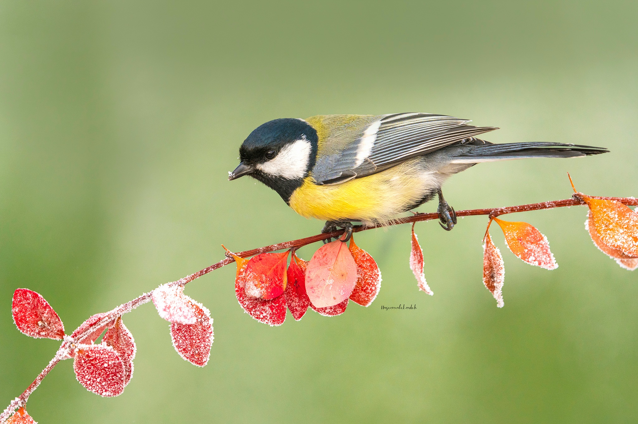 Great tit