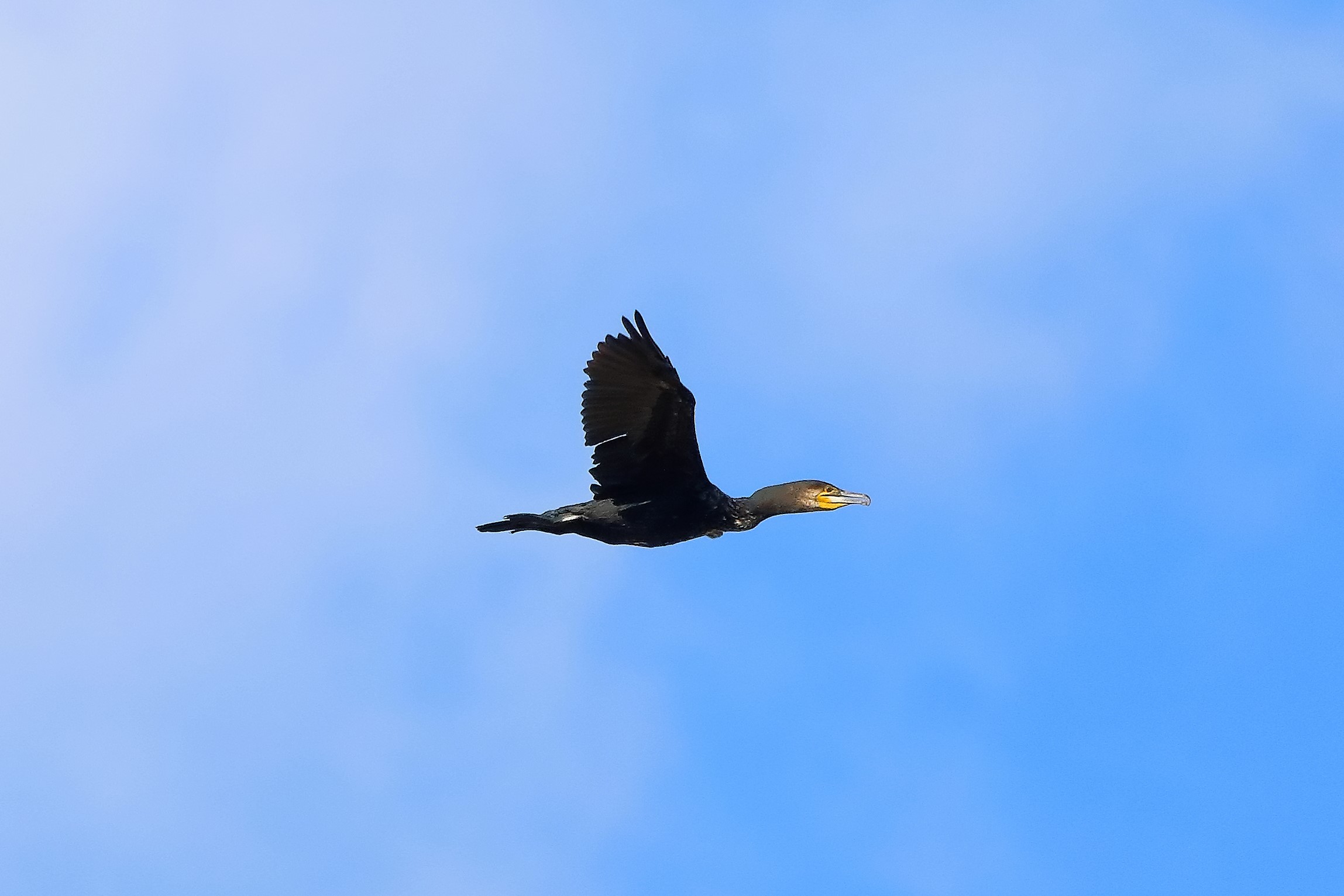 cormorano 08-08-2022