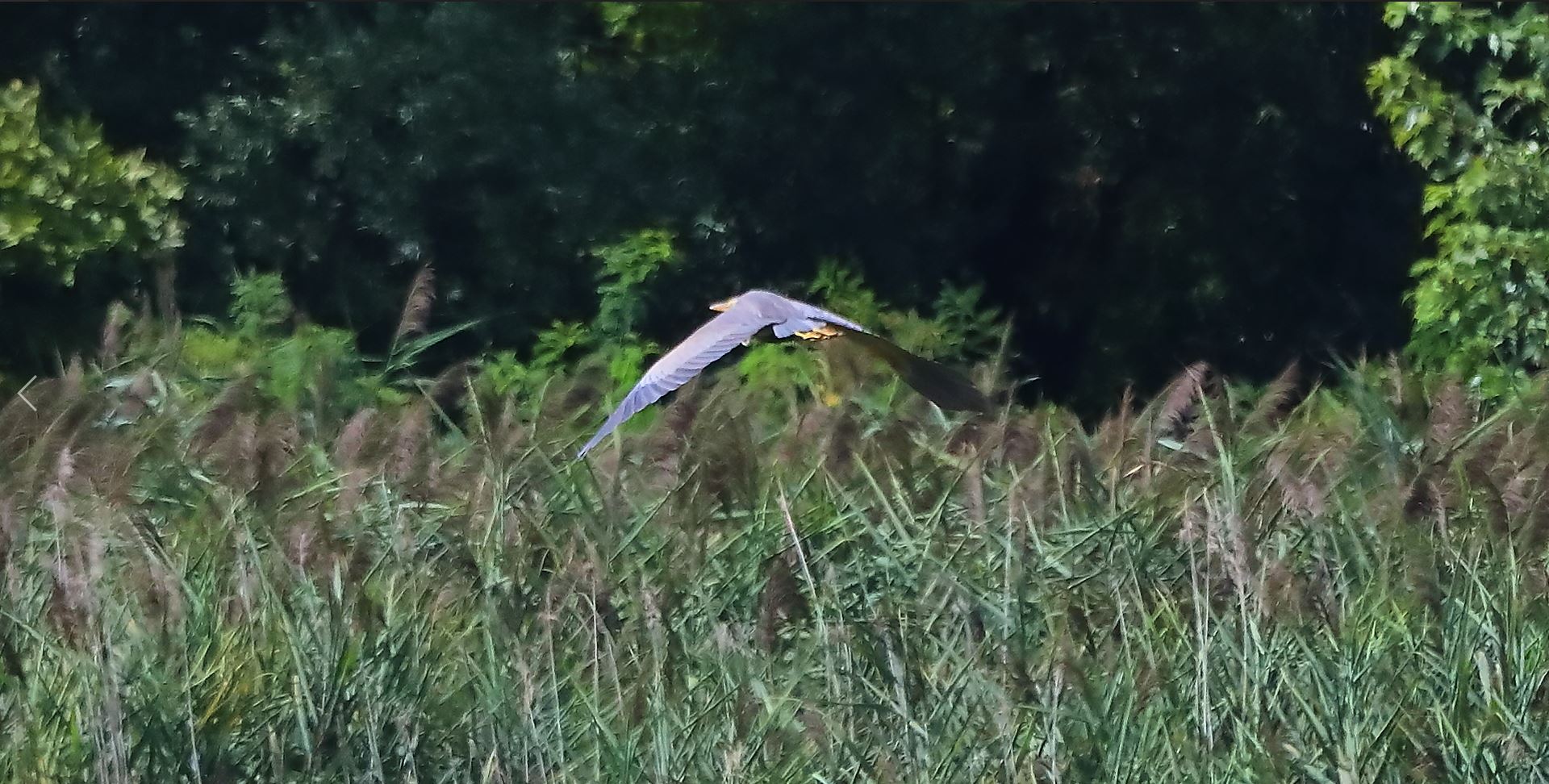 airone rosso 19-08-2022